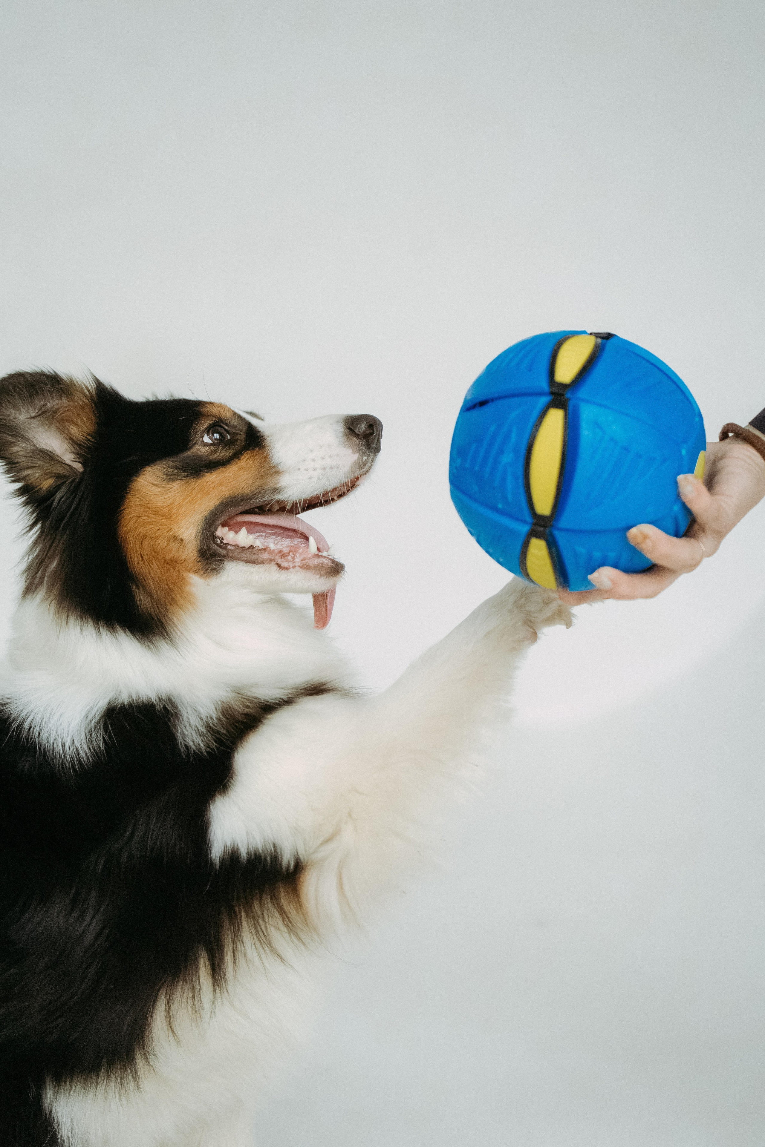 Мячи-попрыгуны. Фотораф — анималист Мария Шистка