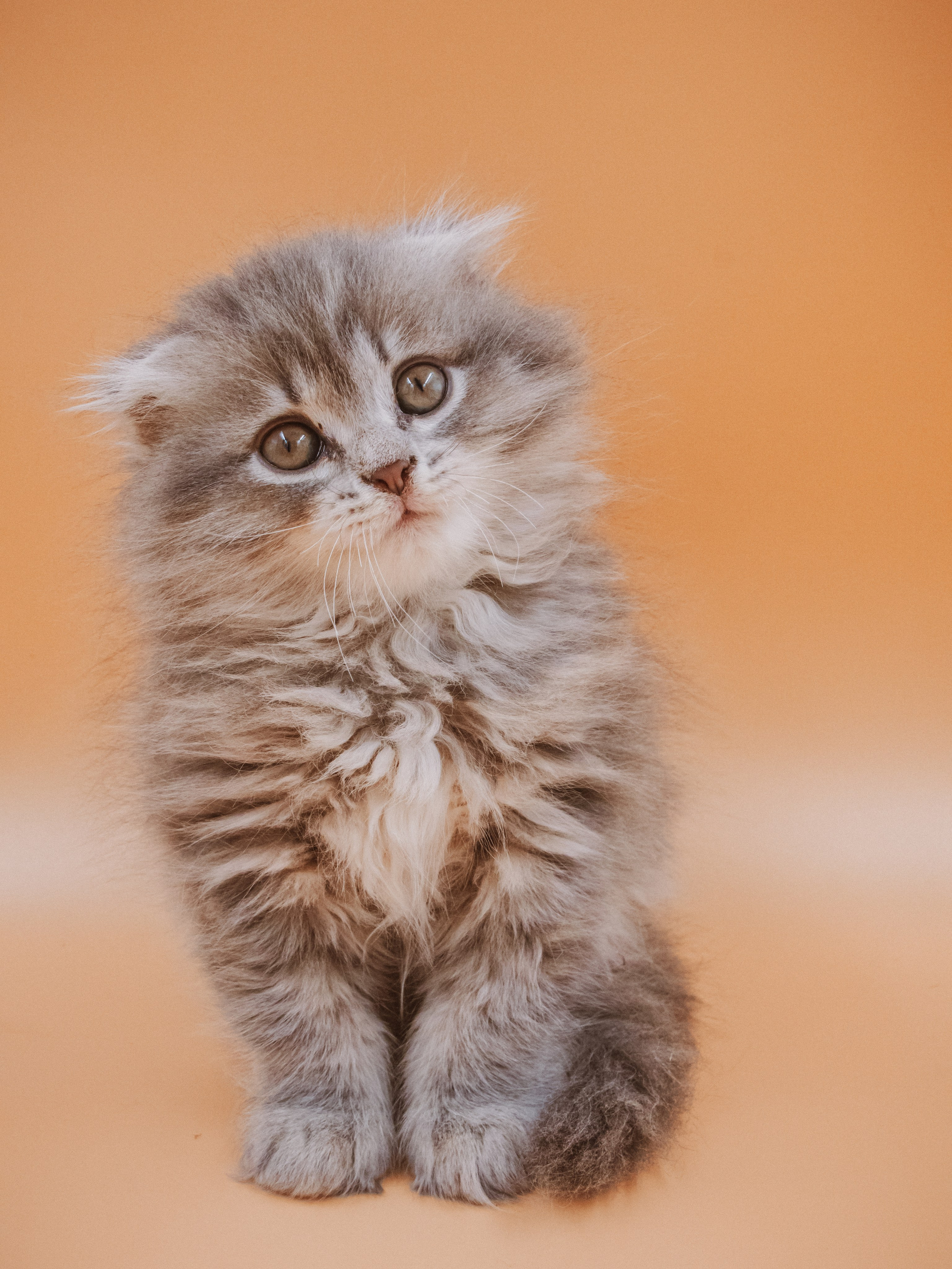 Съемка ЖИВОТНЫХ. VSolo — ваш EVENT фотограф