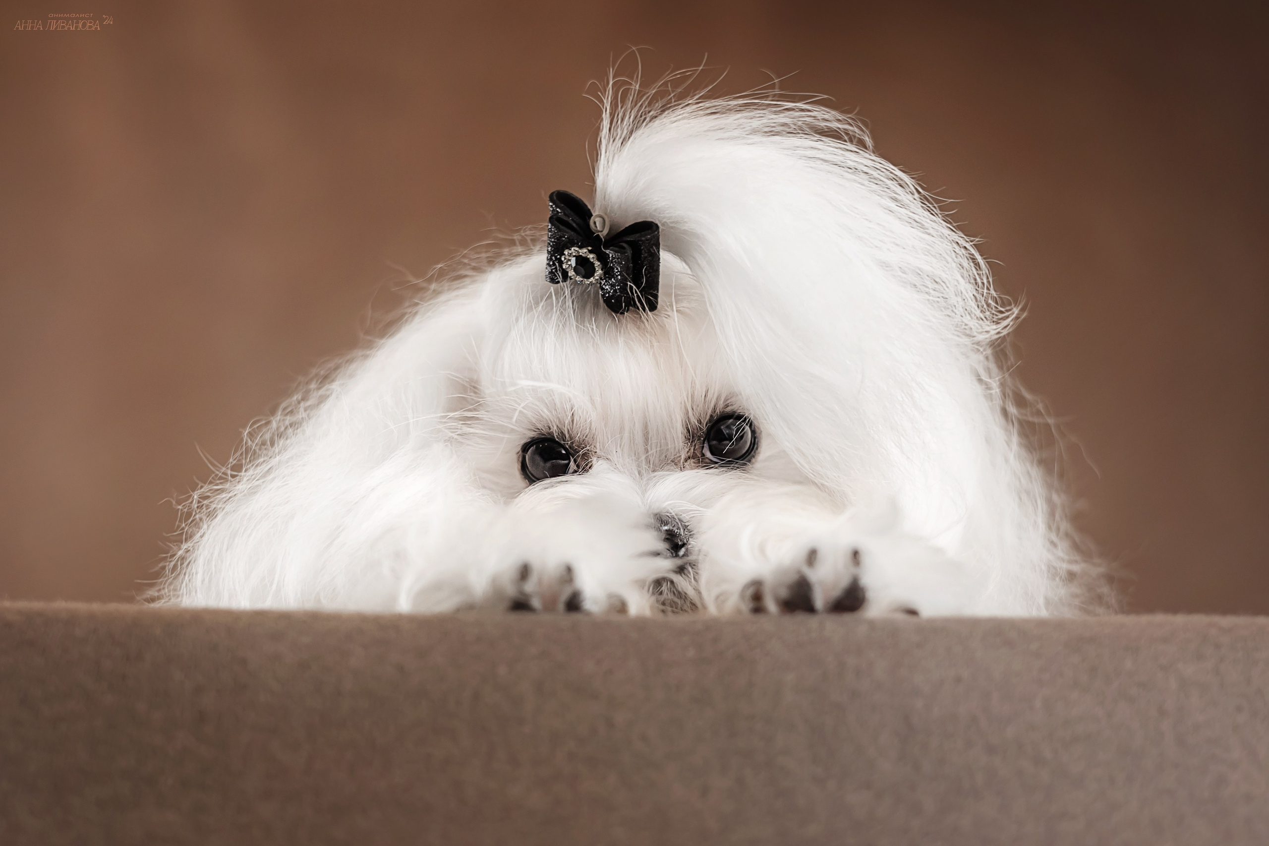 Мальтезе. Фотограф анималист Аня Ливанова | Рыбинск