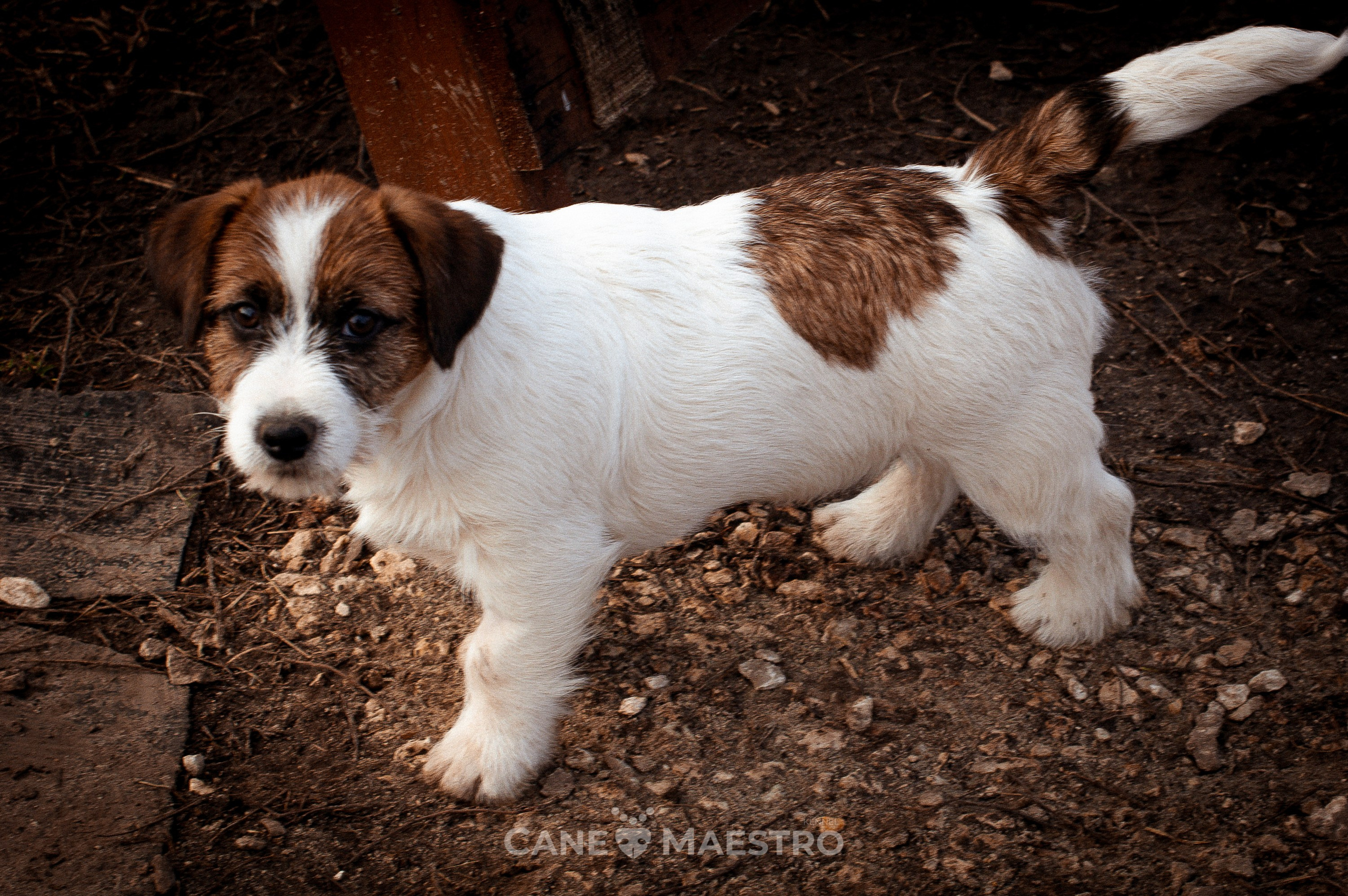 Мальчик 2. Кобель бело-рыжий. Джек рассел терьер щенок. КАНЕ МАЭСТРО — питомник Джек рассел терьеров