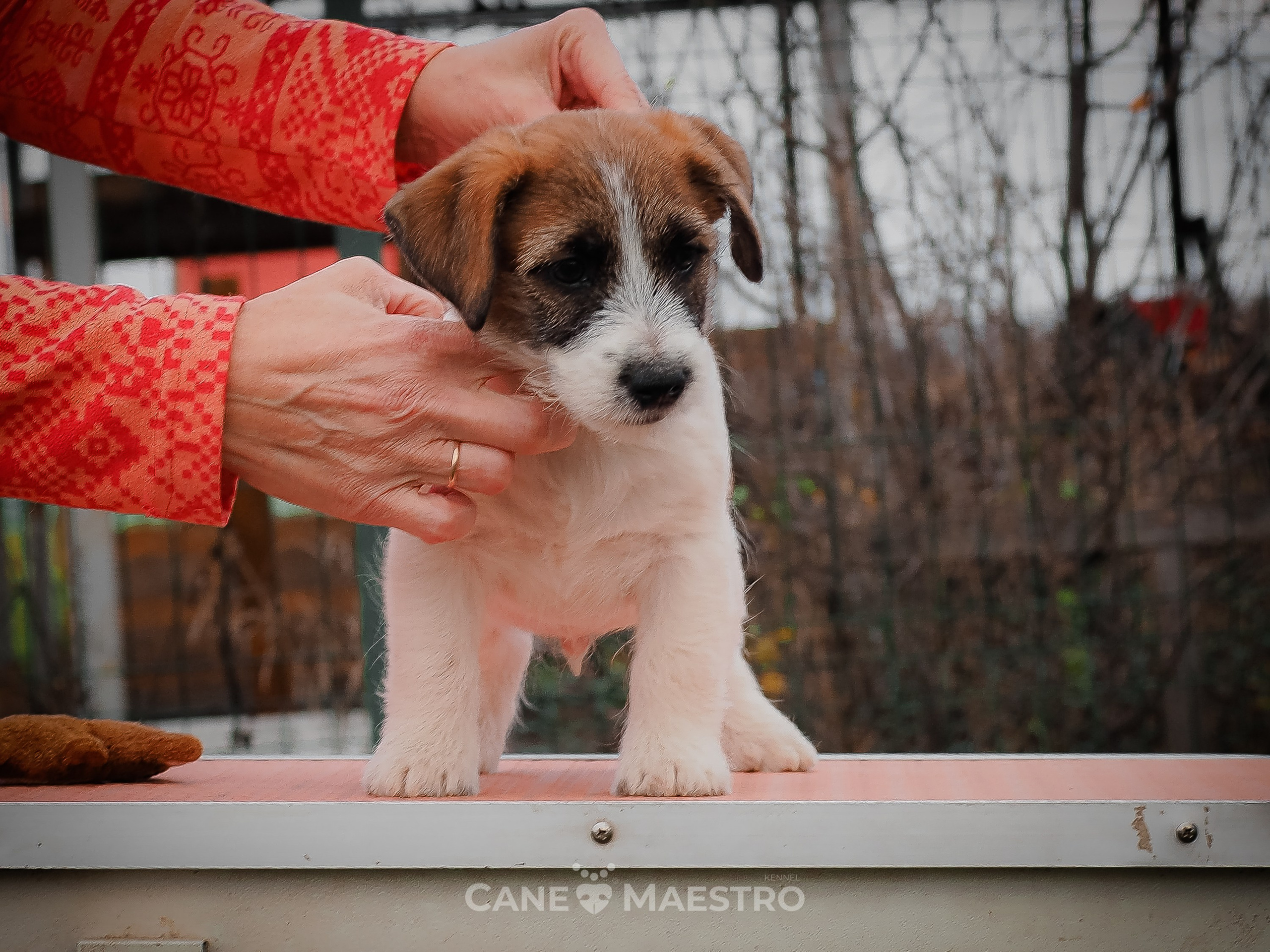КОБЛ_5_БР_27. КАНЕ МАЭСТРО — питомник Джек рассел терьеров