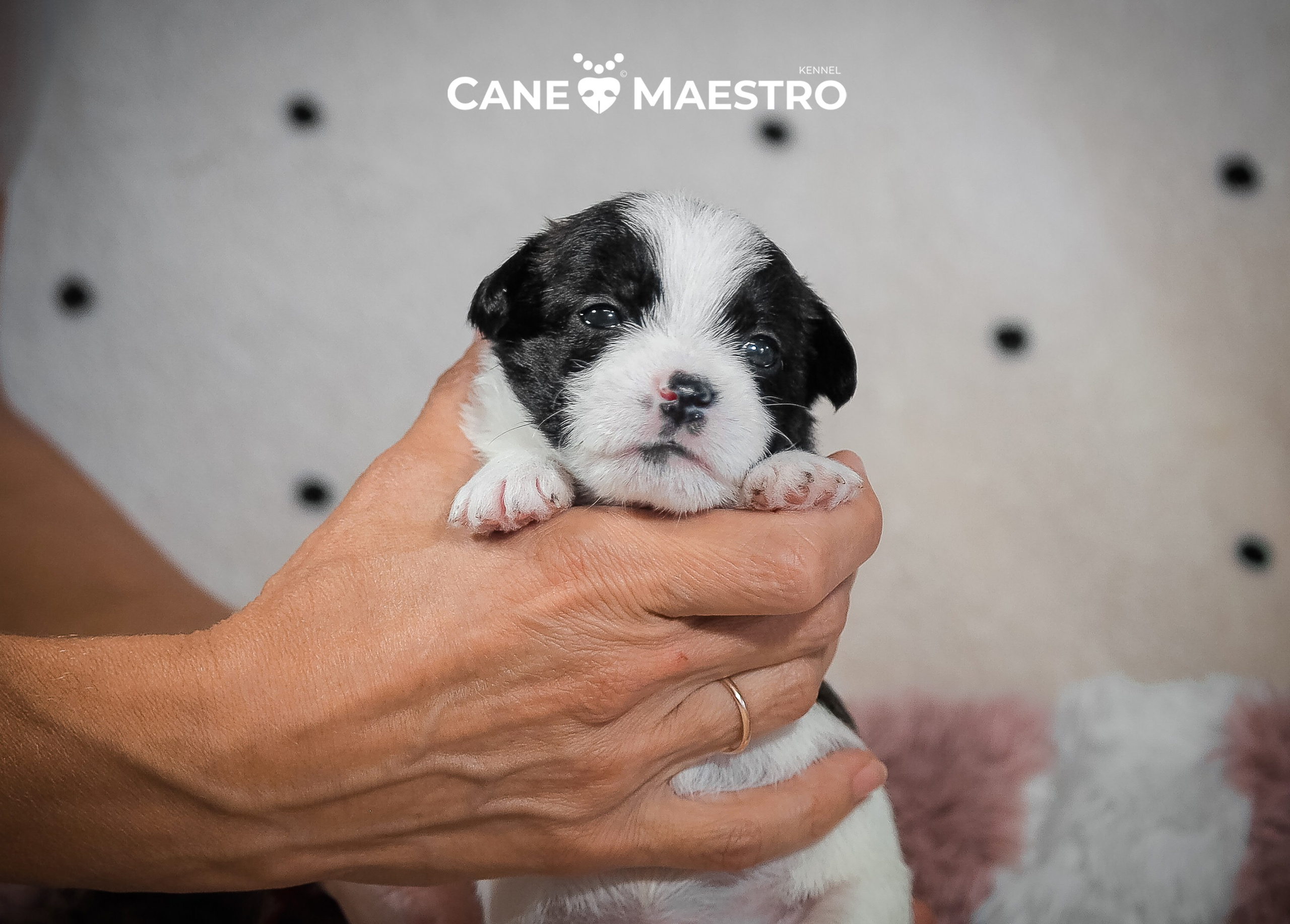 Бело-черная красавица джек-рассел-терьер. КАНЕ МАЭСТРО — питомник Джек рассел терьеров