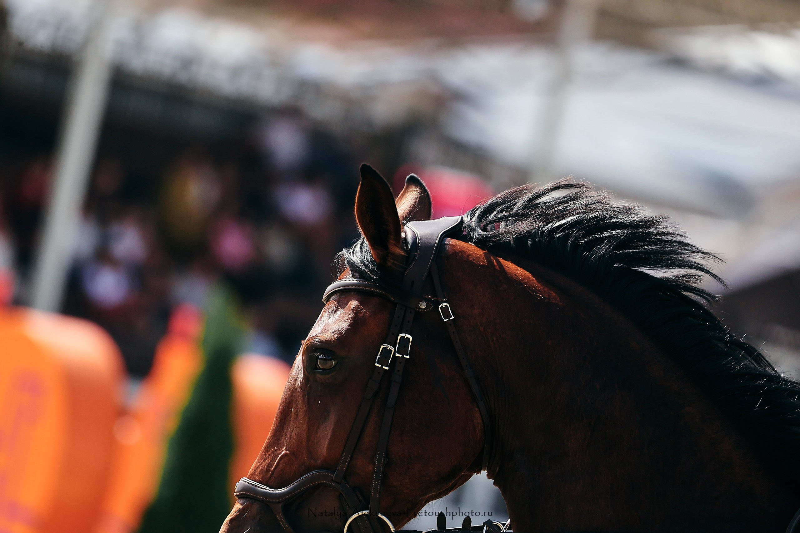 ЧР по конкуру среди молодых лошадей, КСК Horseka | 08'2023. Репортажный фотограф и ретушер в Москве Наталья Алексеева
