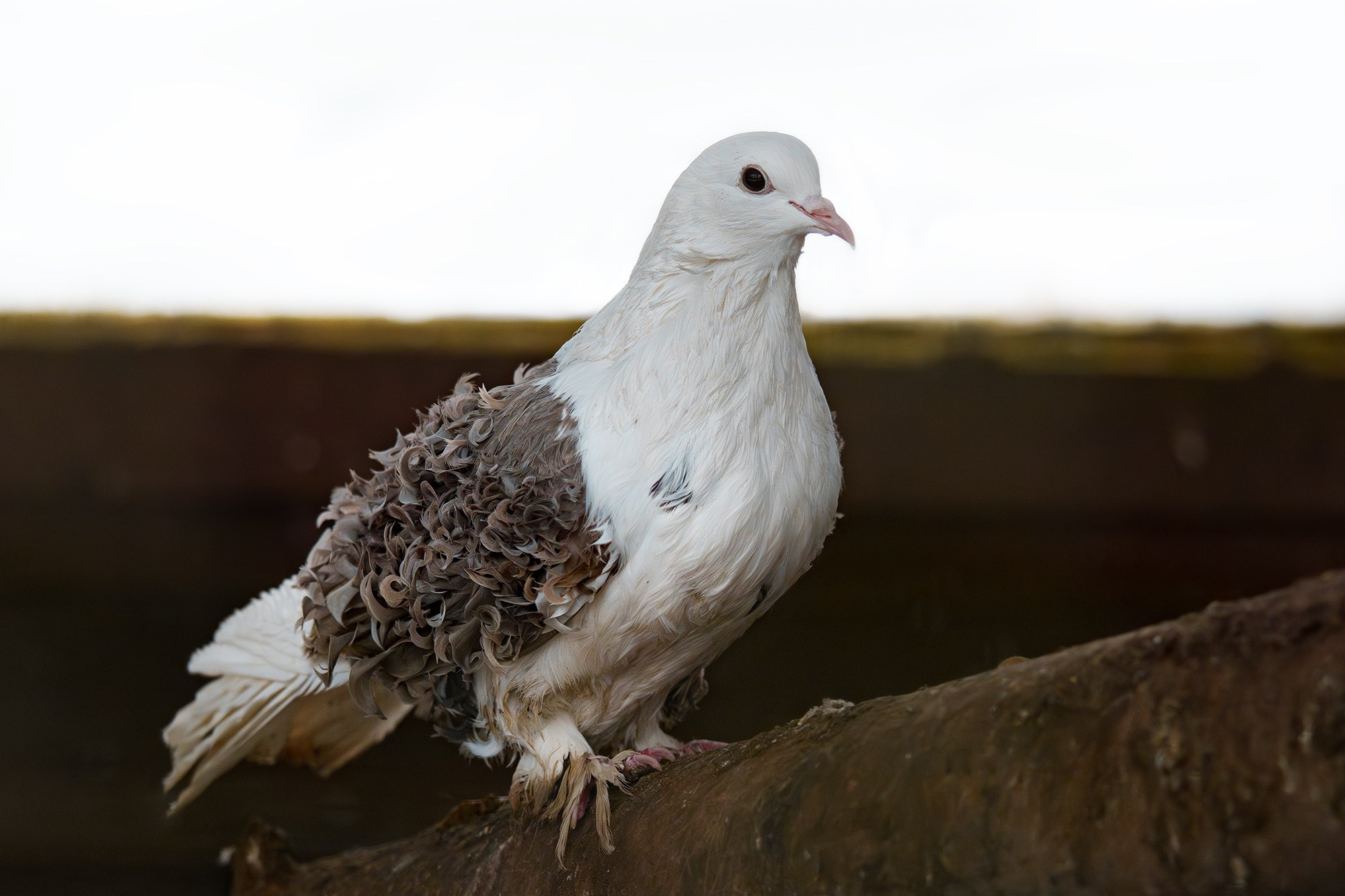 Удивительные мир птиц. Вокруг нас столько прекрасного — присмотритесь!. Ваш личный фотограф Марина Волкова