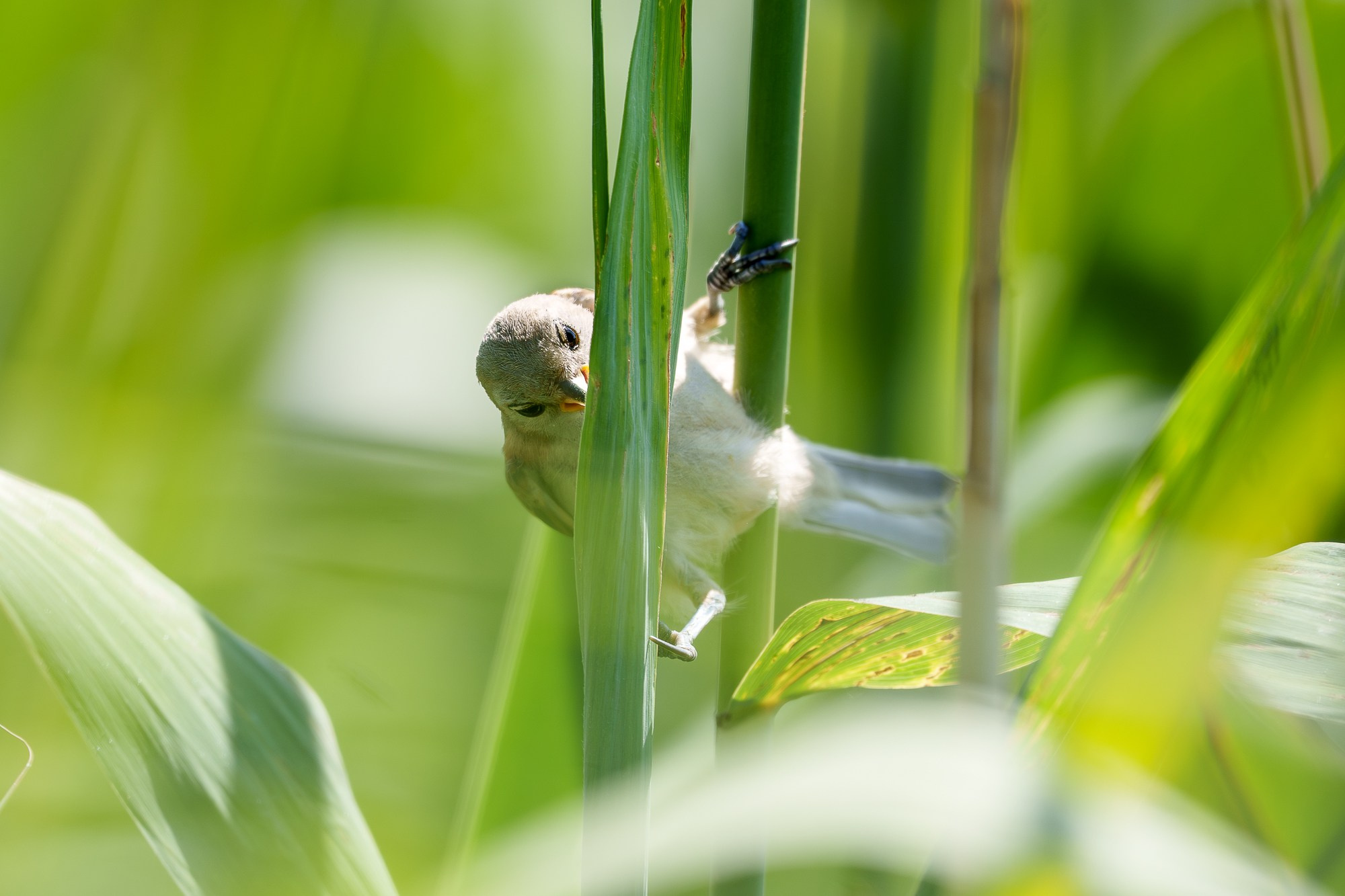 Удивительные мир птиц. Вокруг нас столько прекрасного — присмотритесь!. Ваш личный фотограф Марина Волкова