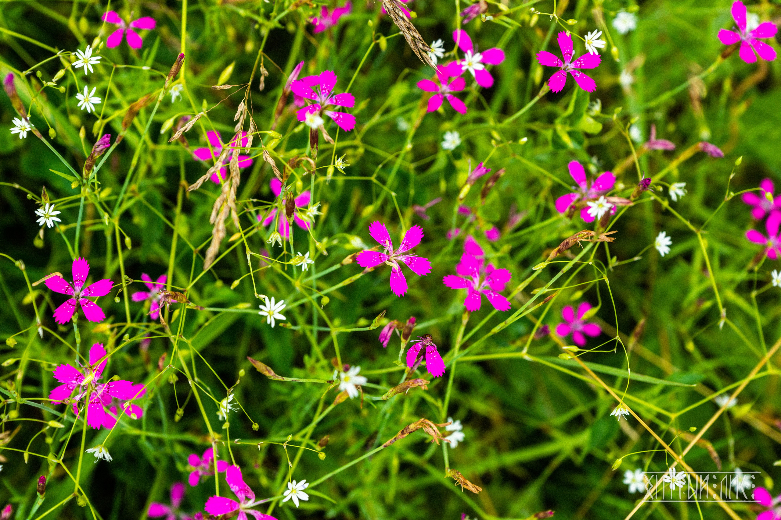Беларусь. Фотограф-путешественник Самойлов Максим «Sly Fox»