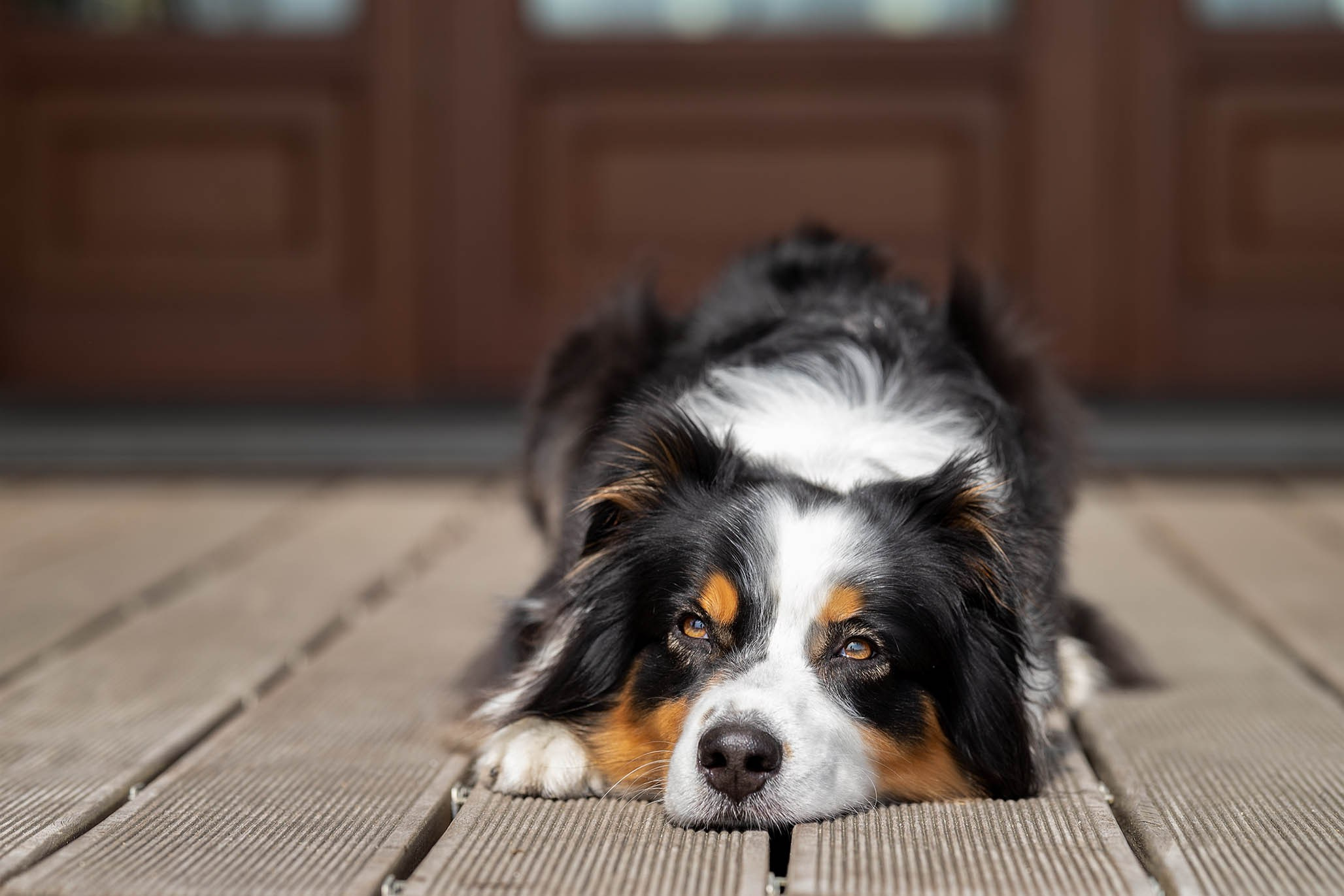 Гретта, Австралийская Овчарка. Ирина Голомб|Фотограф-анималист в  Сочи и Калининграде