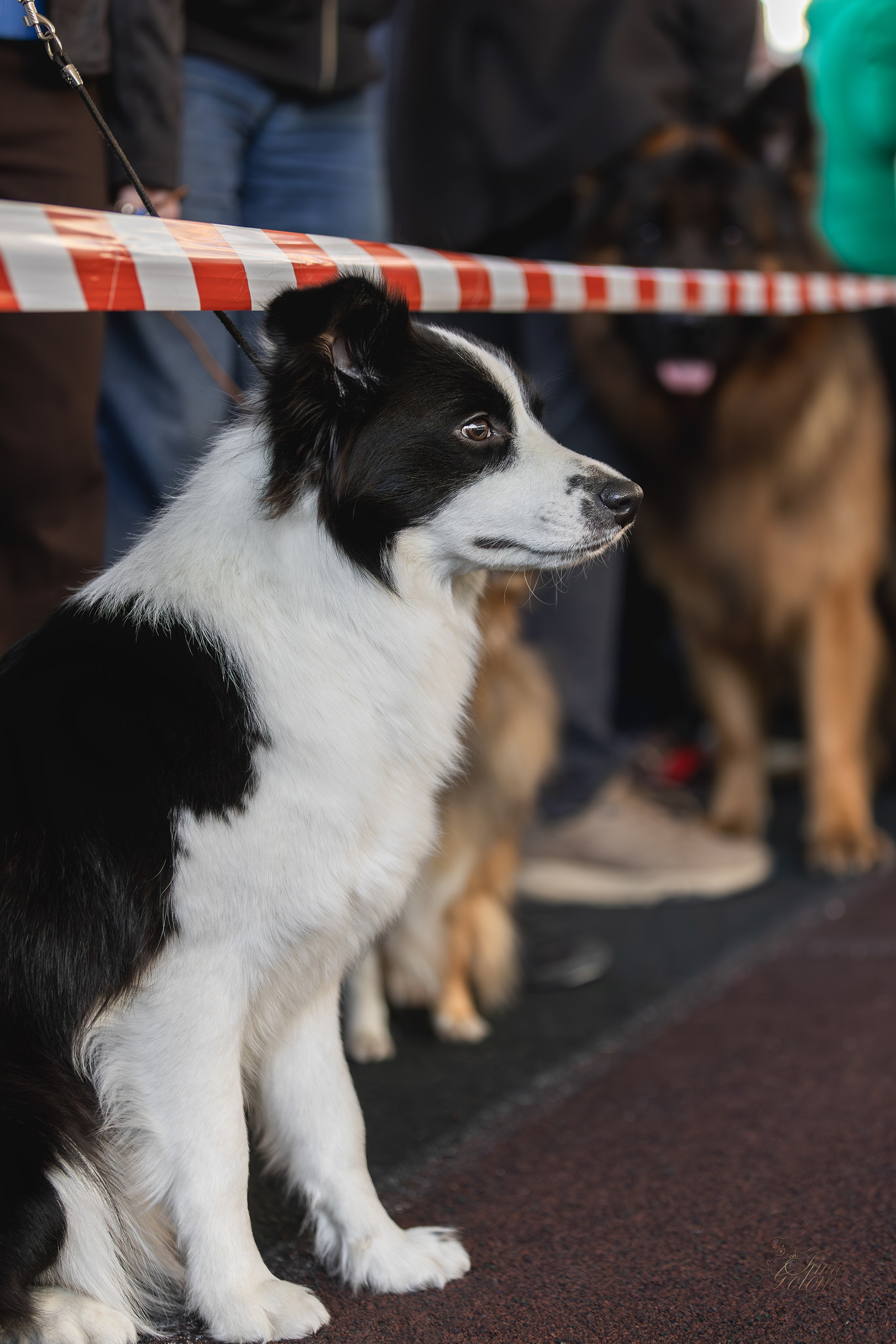 Выставка 25.02.2024. Ирина Голомб|Фотограф-анималист в  Сочи и Калининграде