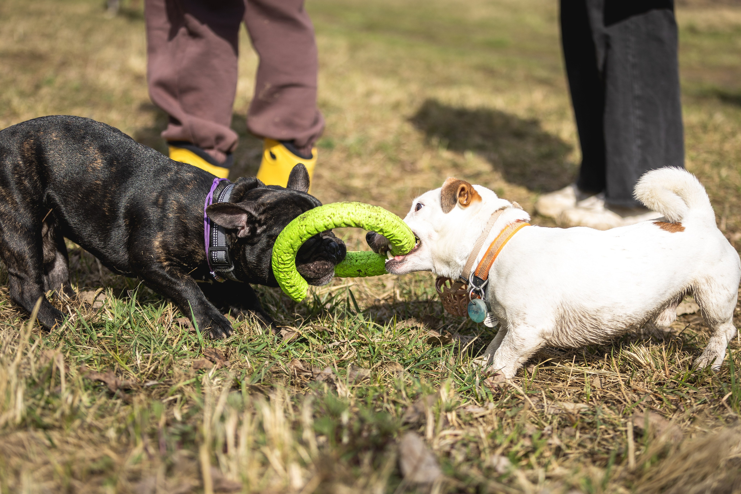 Догтуса 24.03.2024. Ирина Голомб|Фотограф-анималист в  Сочи и Калининграде