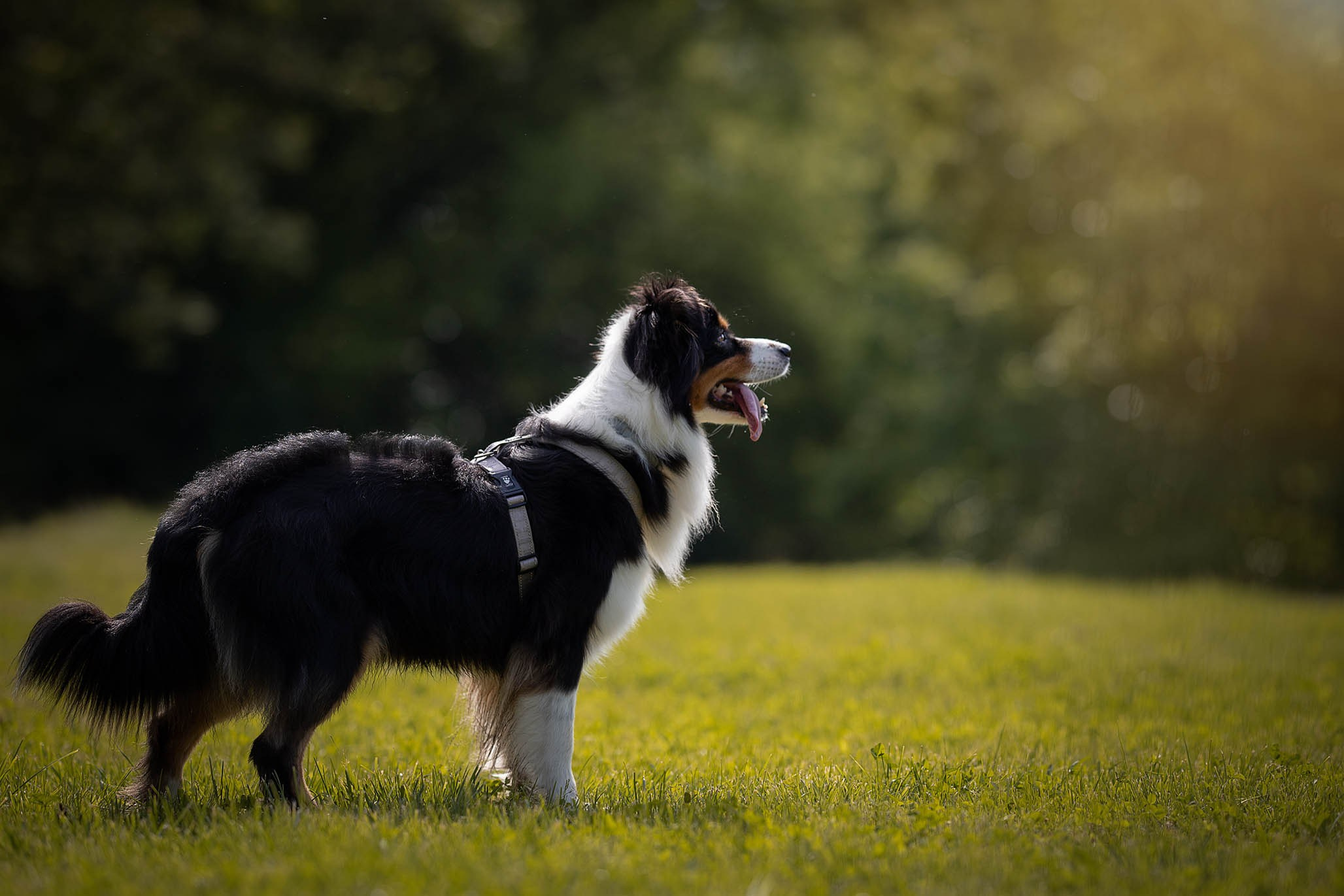 Гретта, Австралийская Овчарка. Ирина Голомб|Фотограф-анималист в  Сочи и Калининграде