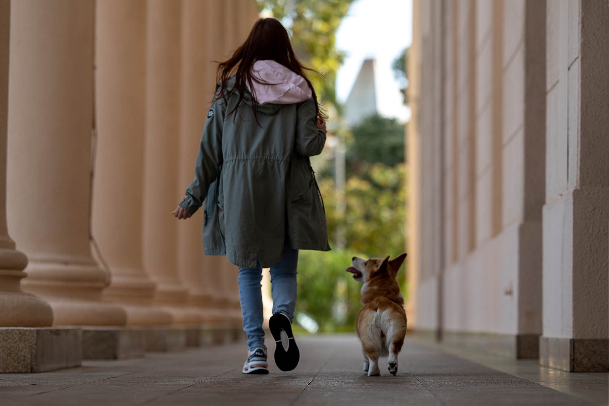 Лиса и Деви, корги. Ирина Голомб|Фотограф-анималист в  Сочи и Калининграде