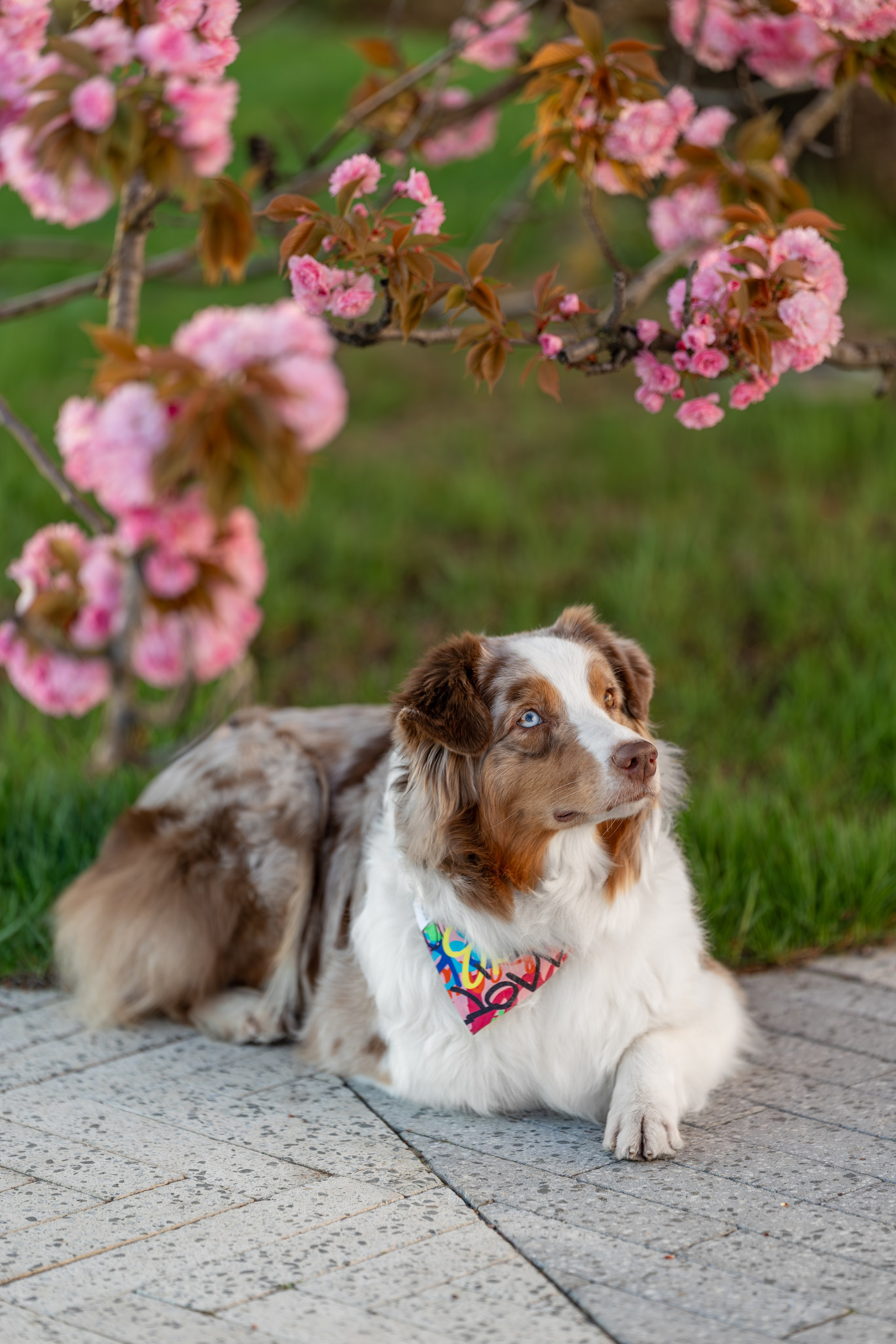 Полли, Австралийская Овчарка. Ирина Голомб|Фотограф-анималист в  Сочи и Калининграде
