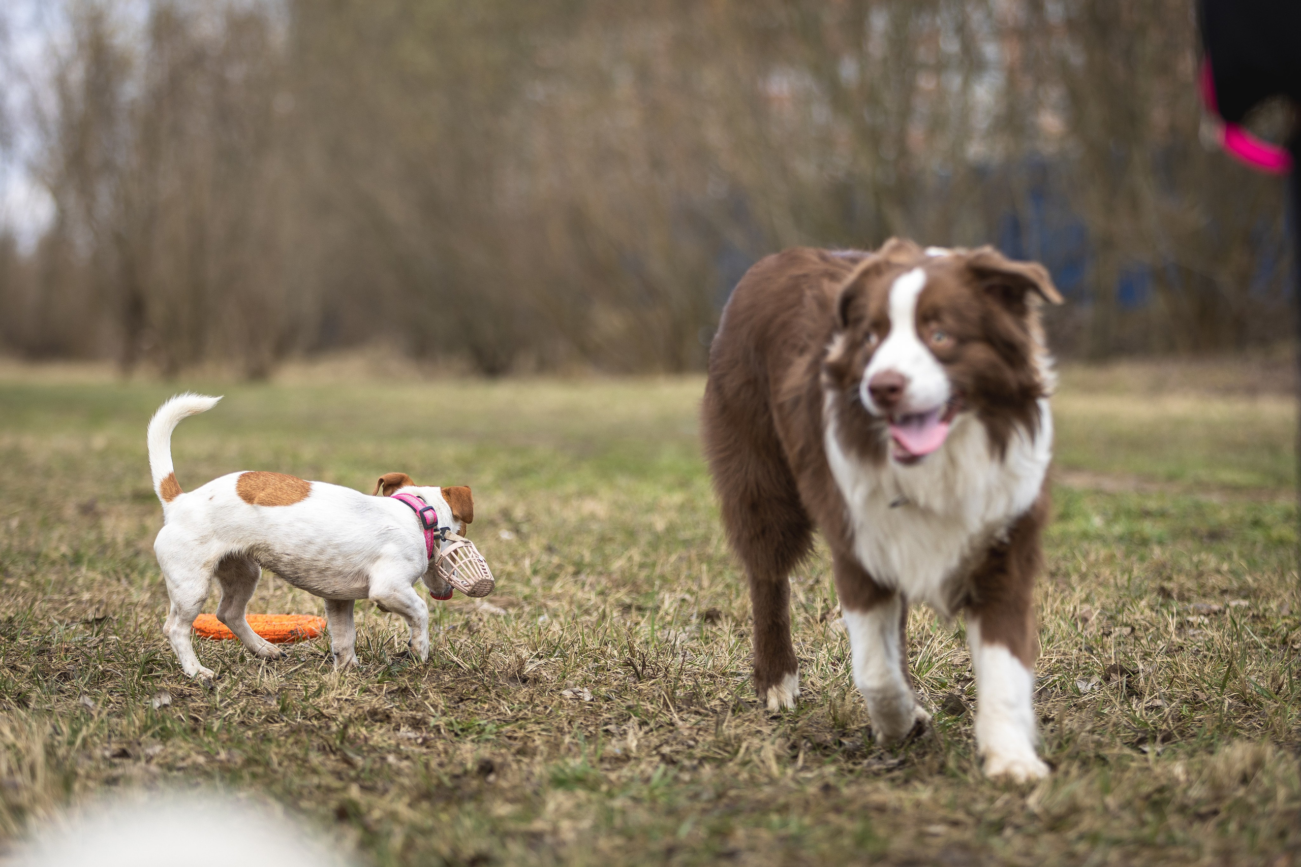 Догтуса 24.03.2024. Ирина Голомб|Фотограф-анималист в  Сочи и Калининграде