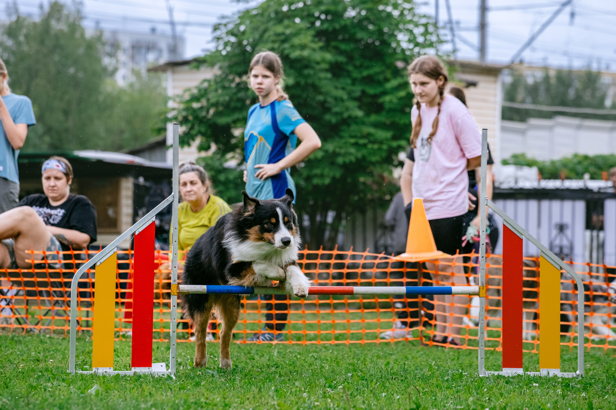 Соревнования по аджилити Долгопрудный 30.06.2025. Фотограф-анималист Татьяна Степанова