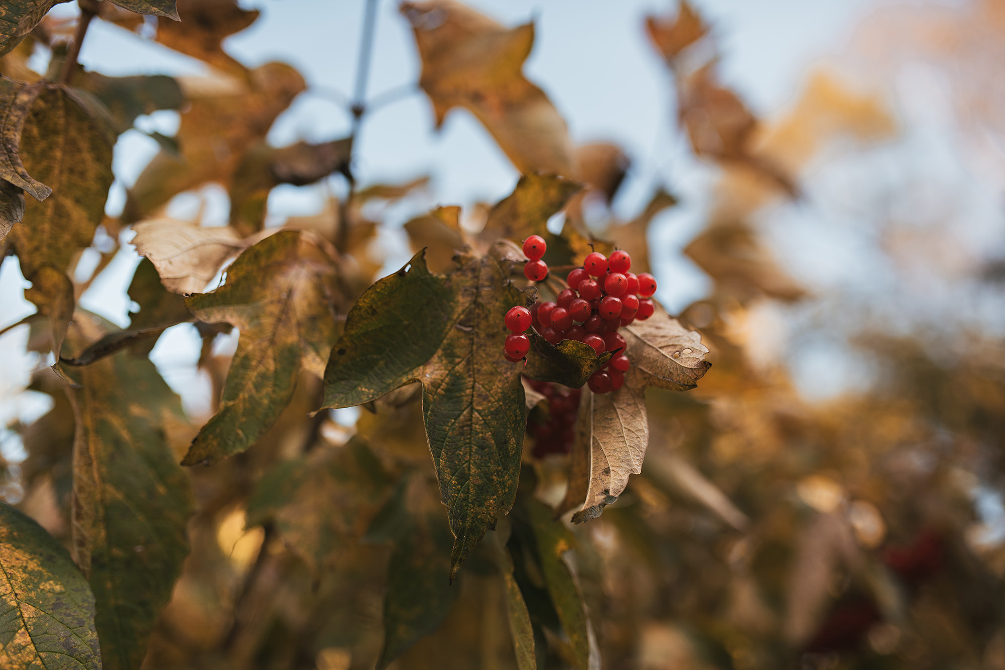 Осень Седанка. Детский и семейный фотограф во Владивостоке. Светлана Иркова