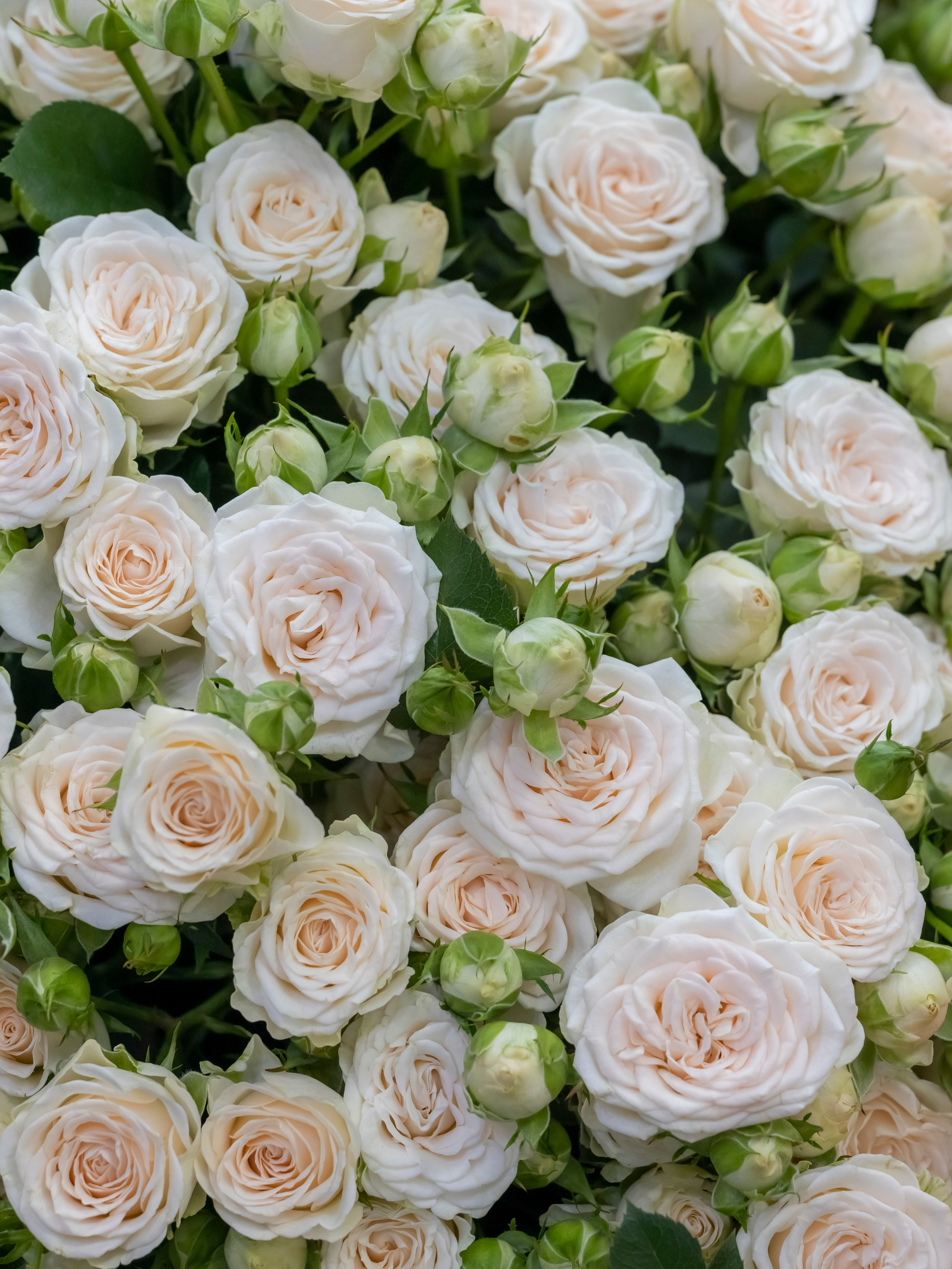 Цветы-Экспо 2023. Фотосессии и репортаж — Фотограф в Москве — Рина Серёгина