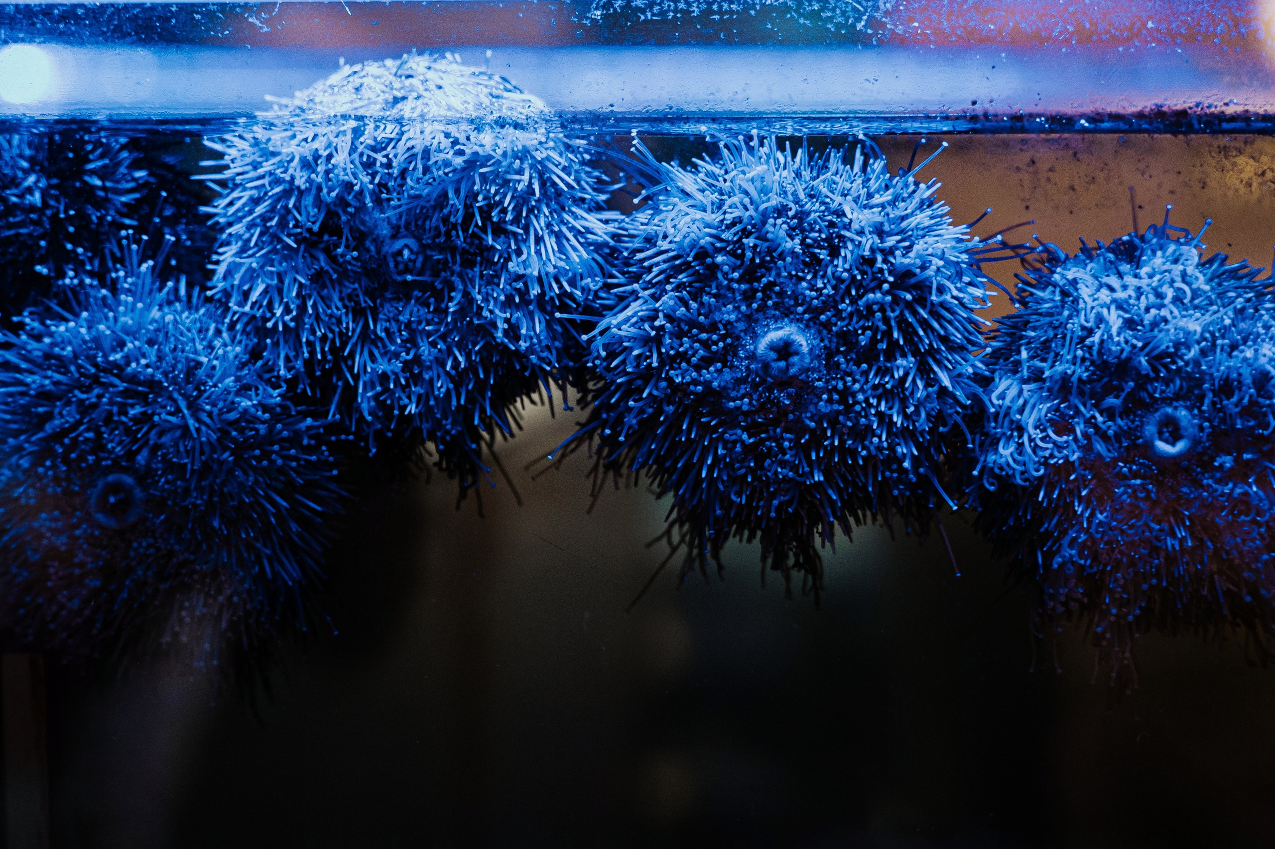 MAIN WINE. Фотограф Хабаровск