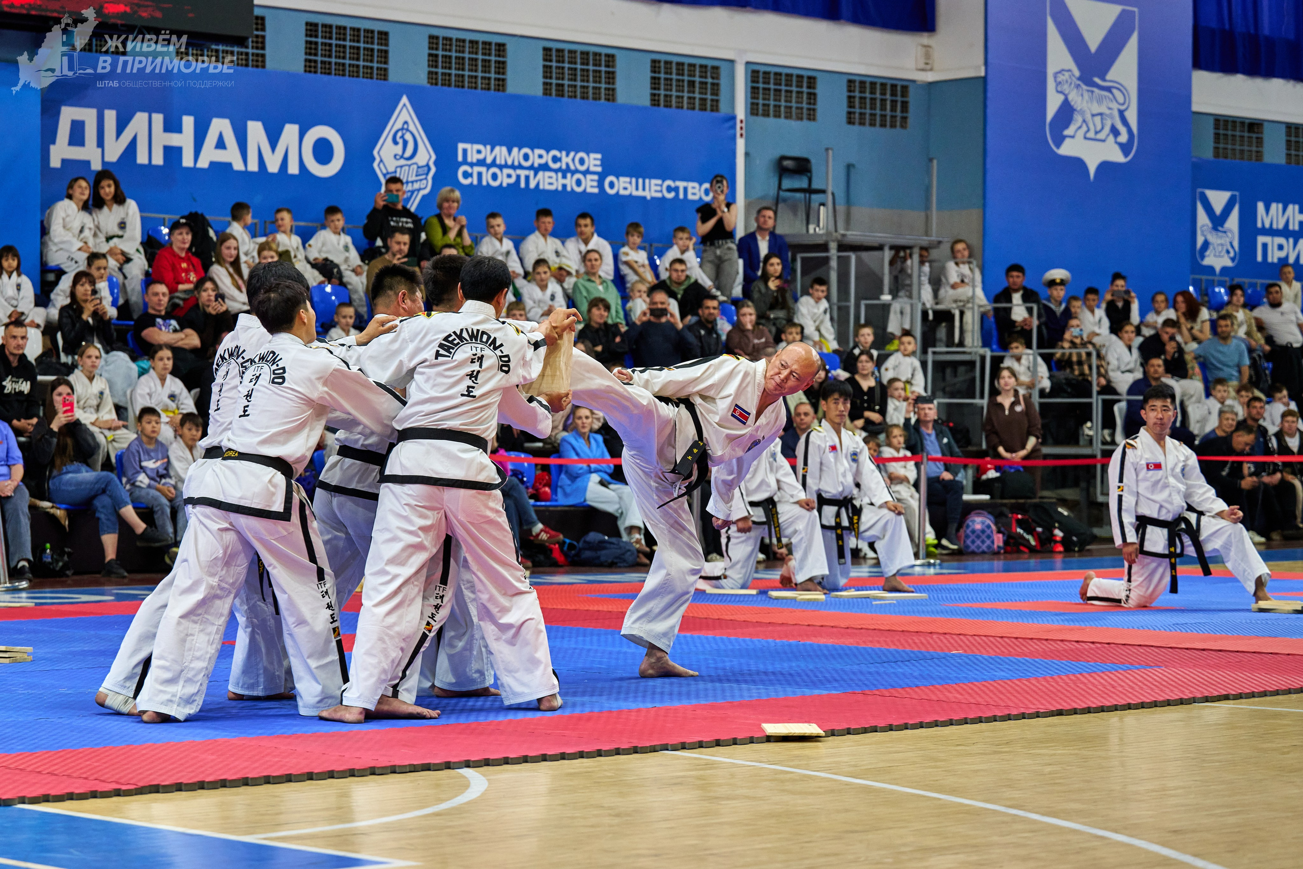 Кубок губернатора по тхэквондо. Профессиональный репортажный фотограф Инесса Иминова