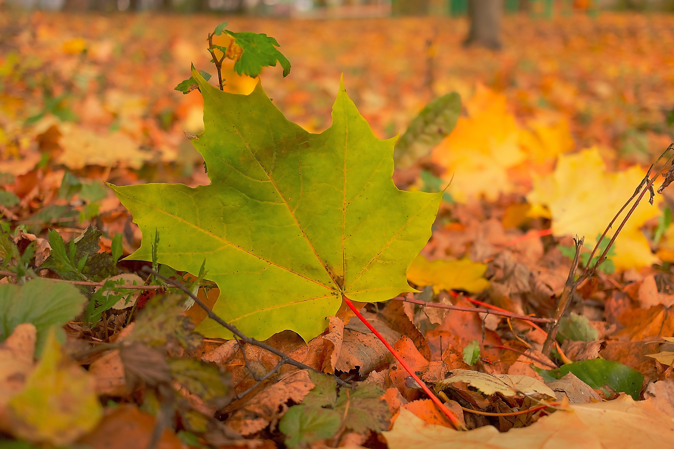 Великое в Малом. Аmat Victoria Сuram
