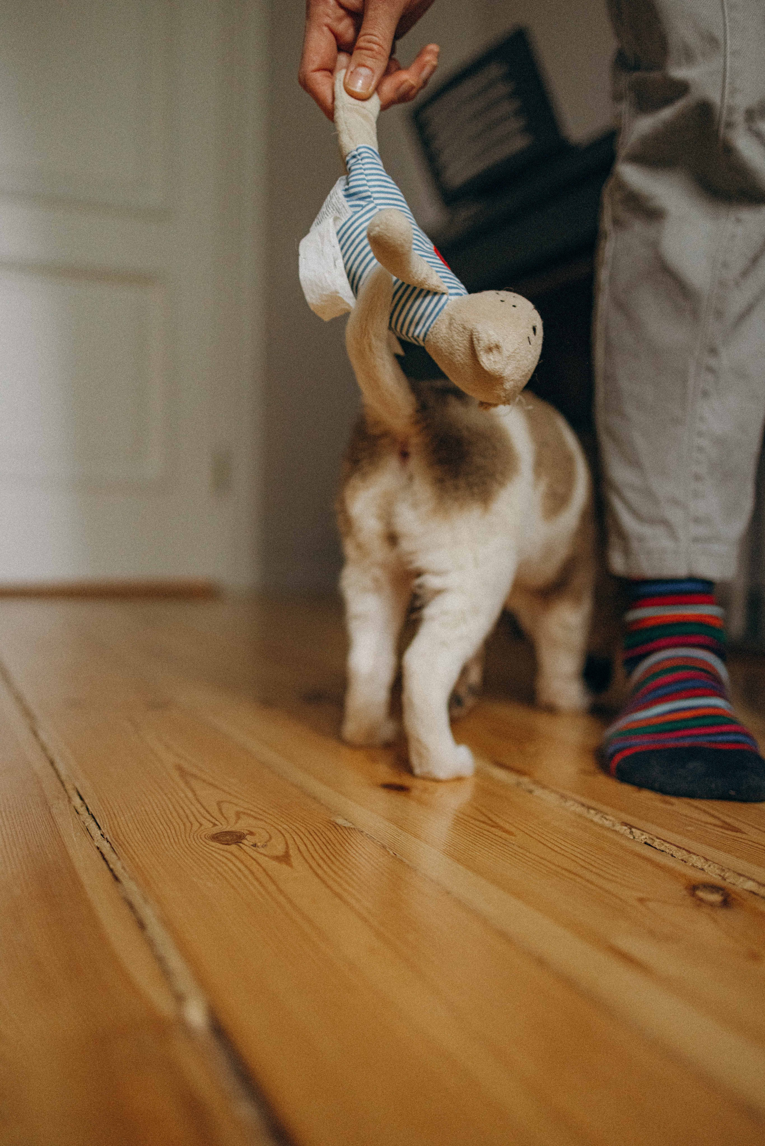 Щеночки. Фотограф-анималист в Москве Лера Черноног