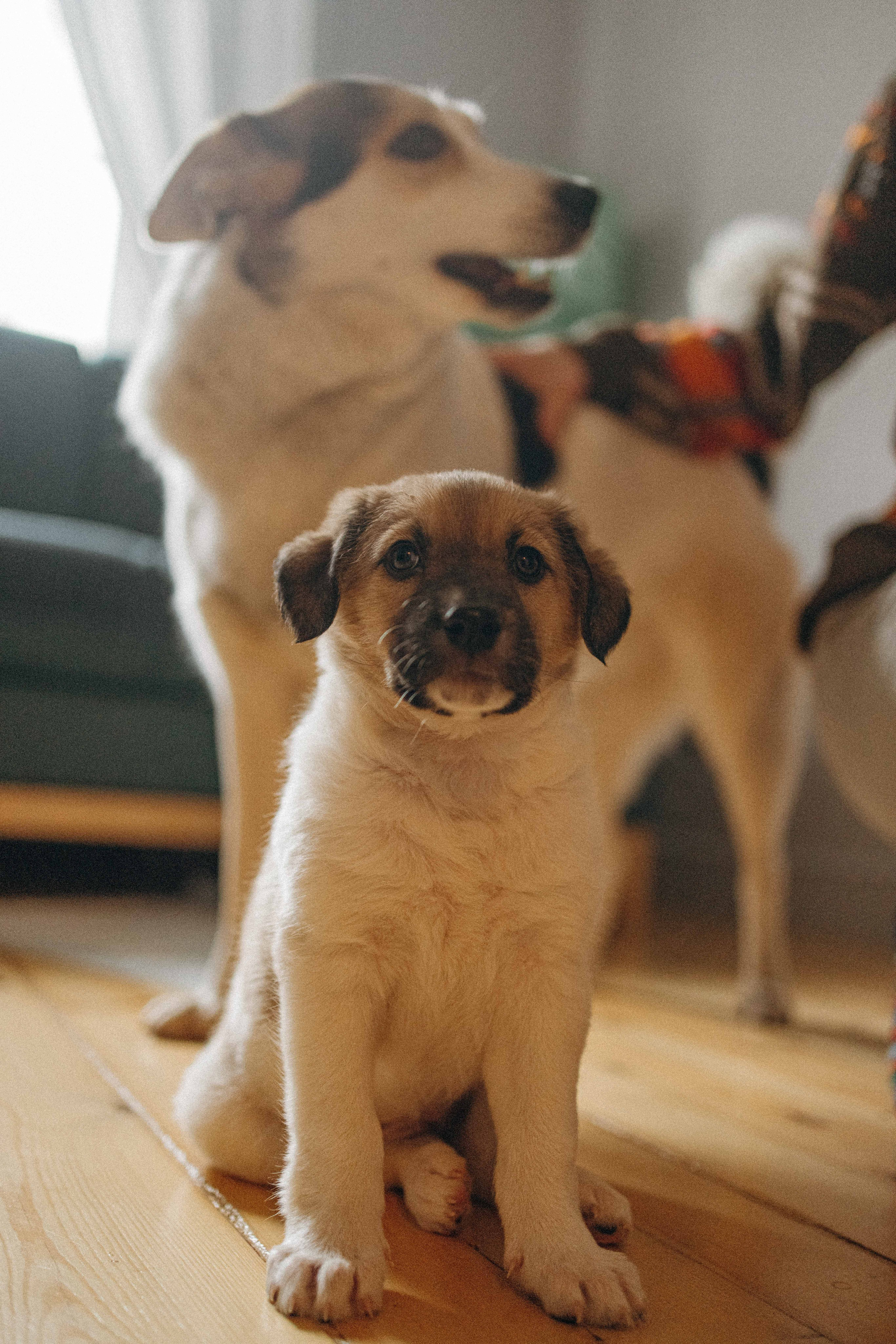 Щеночки. Фотограф-анималист в Москве Лера Черноног