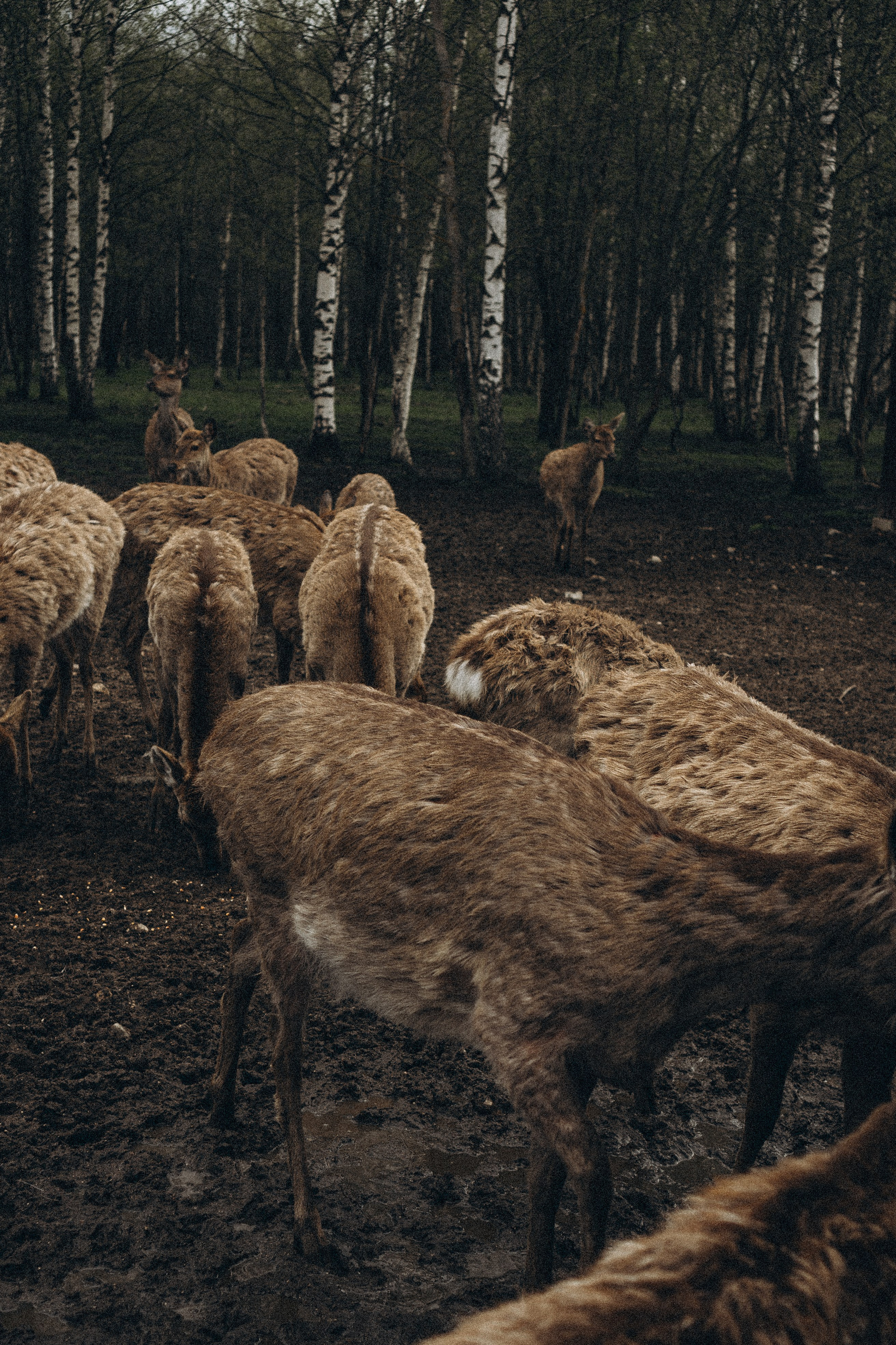 ОЛЕНЬЯ ФЕРМА В ТВЕРИ. Профессиональный фотограф, Санкт-Петербург — Виктория Богомолова
