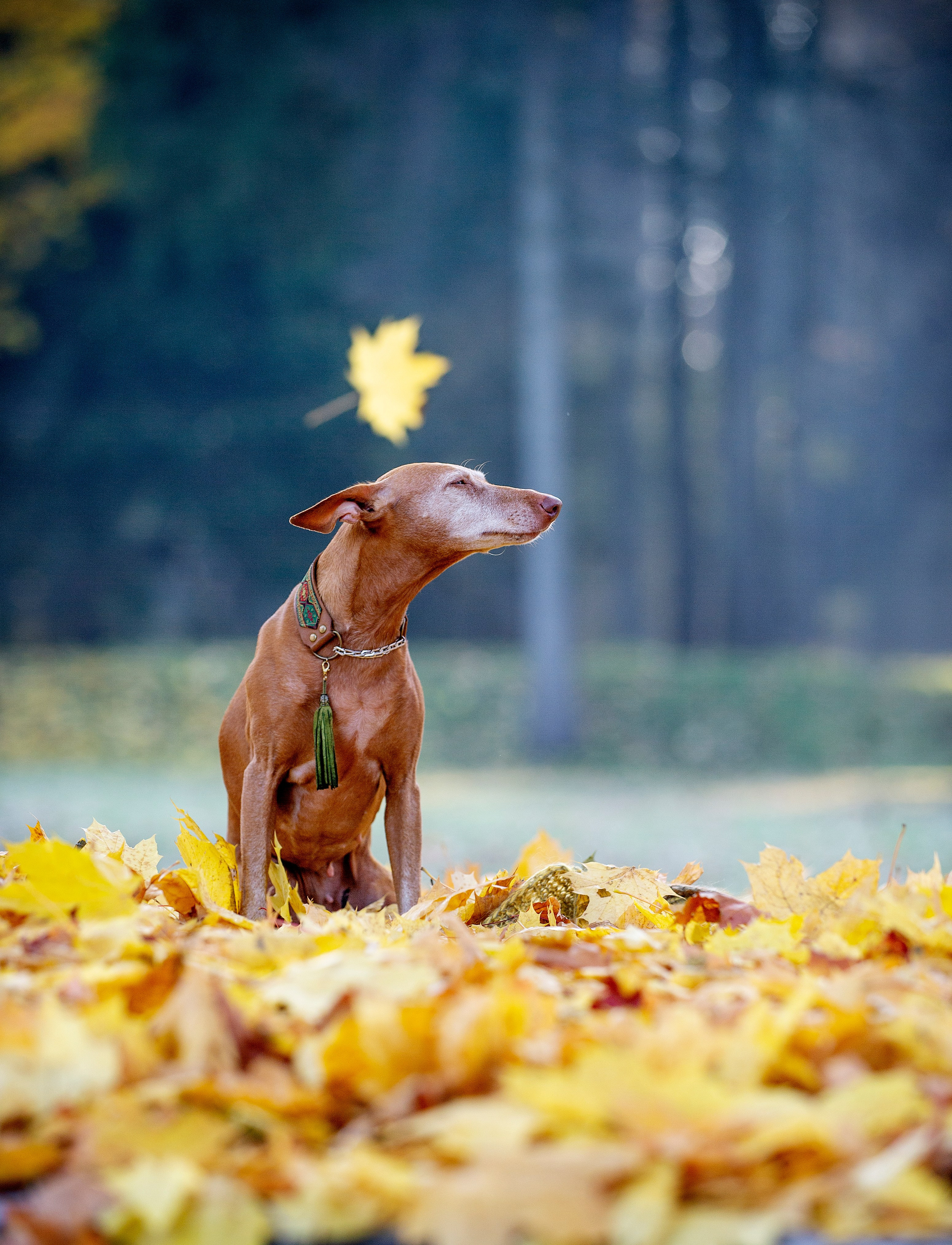 Собаки. Портретная и свадебная фотосъемка. Москва и область
