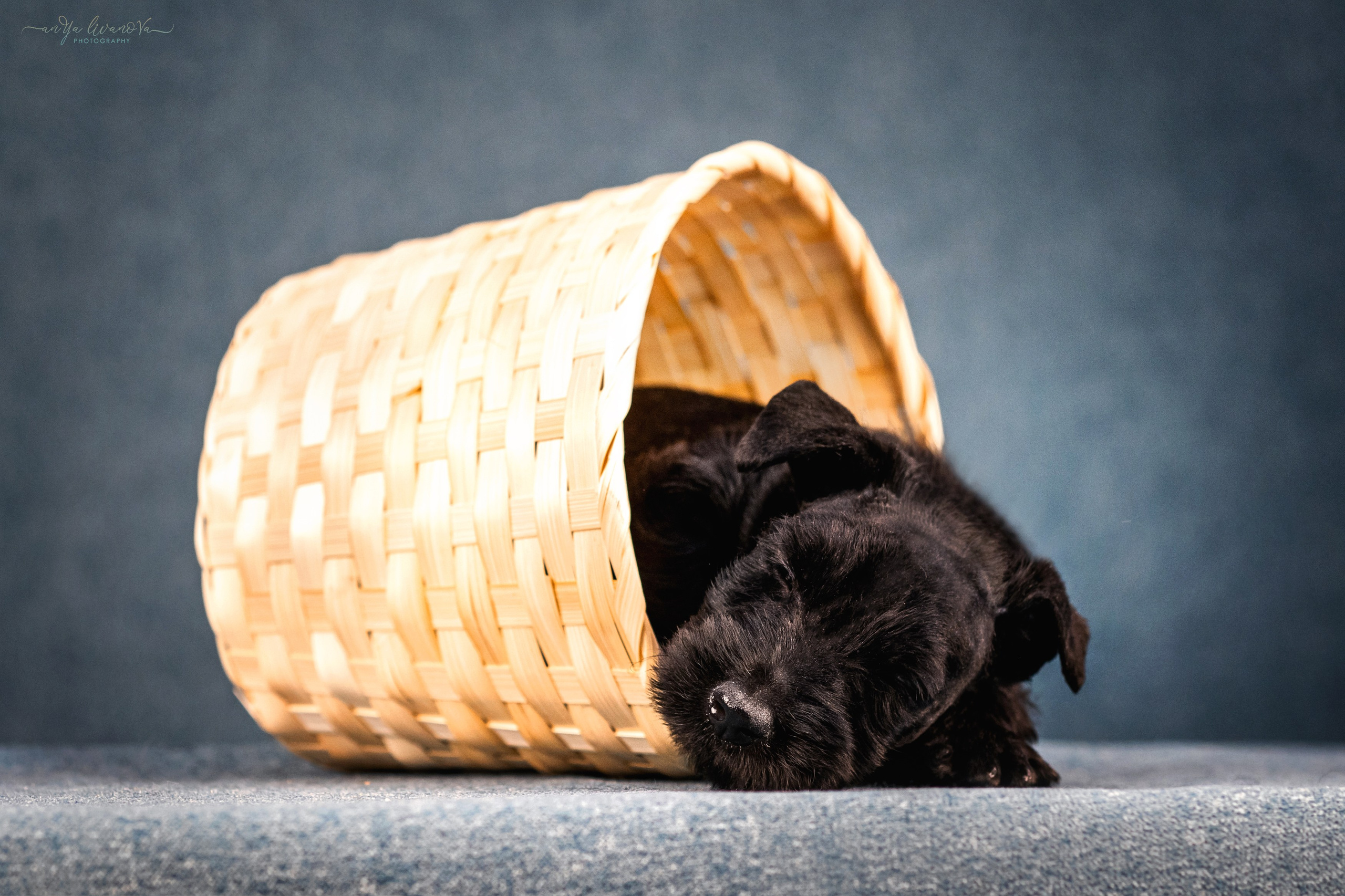 Скотти. Фотограф анималист Аня Ливанова | Рыбинск