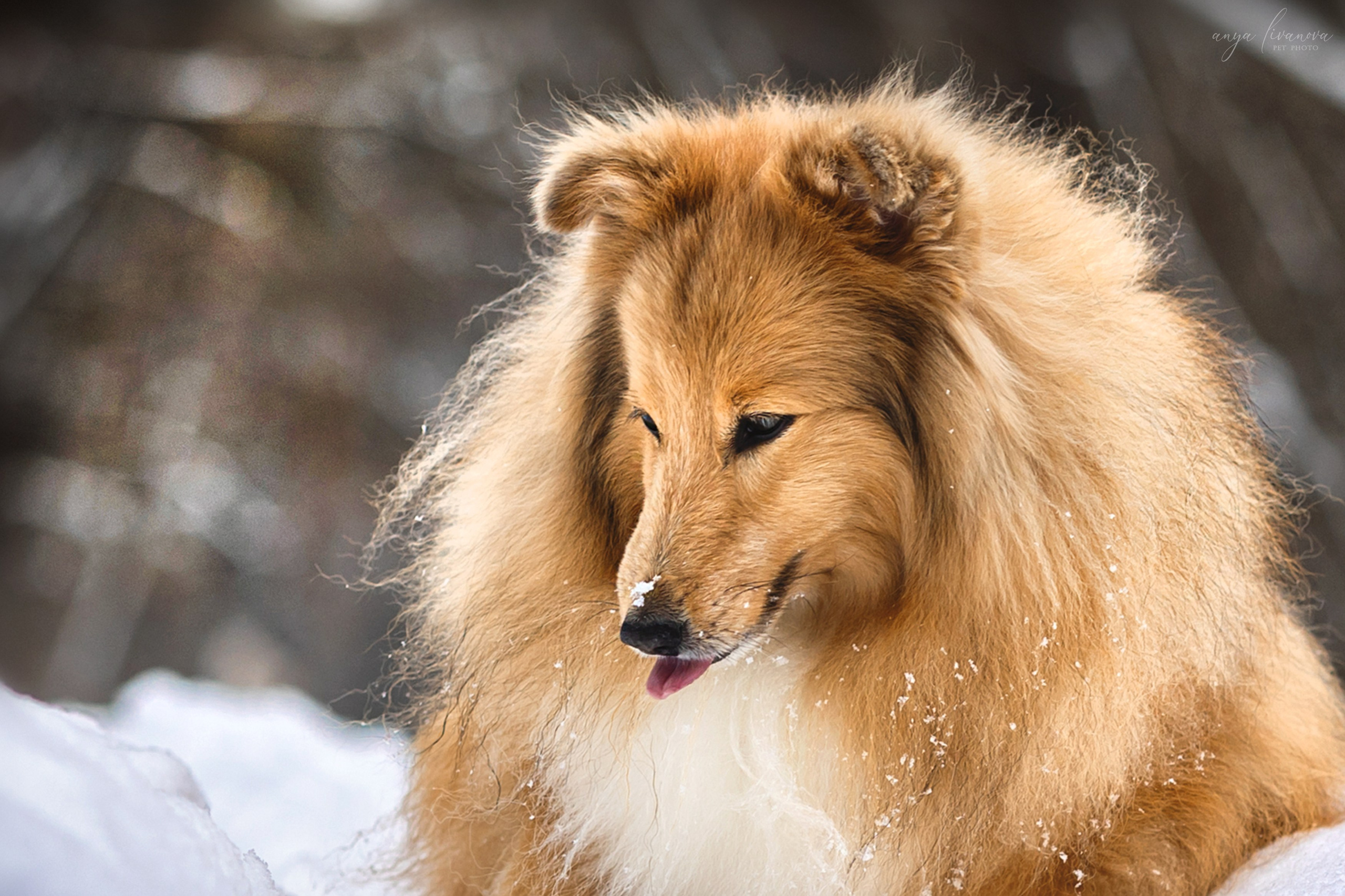 Скиф. Фотограф анималист Аня Ливанова | Рыбинск