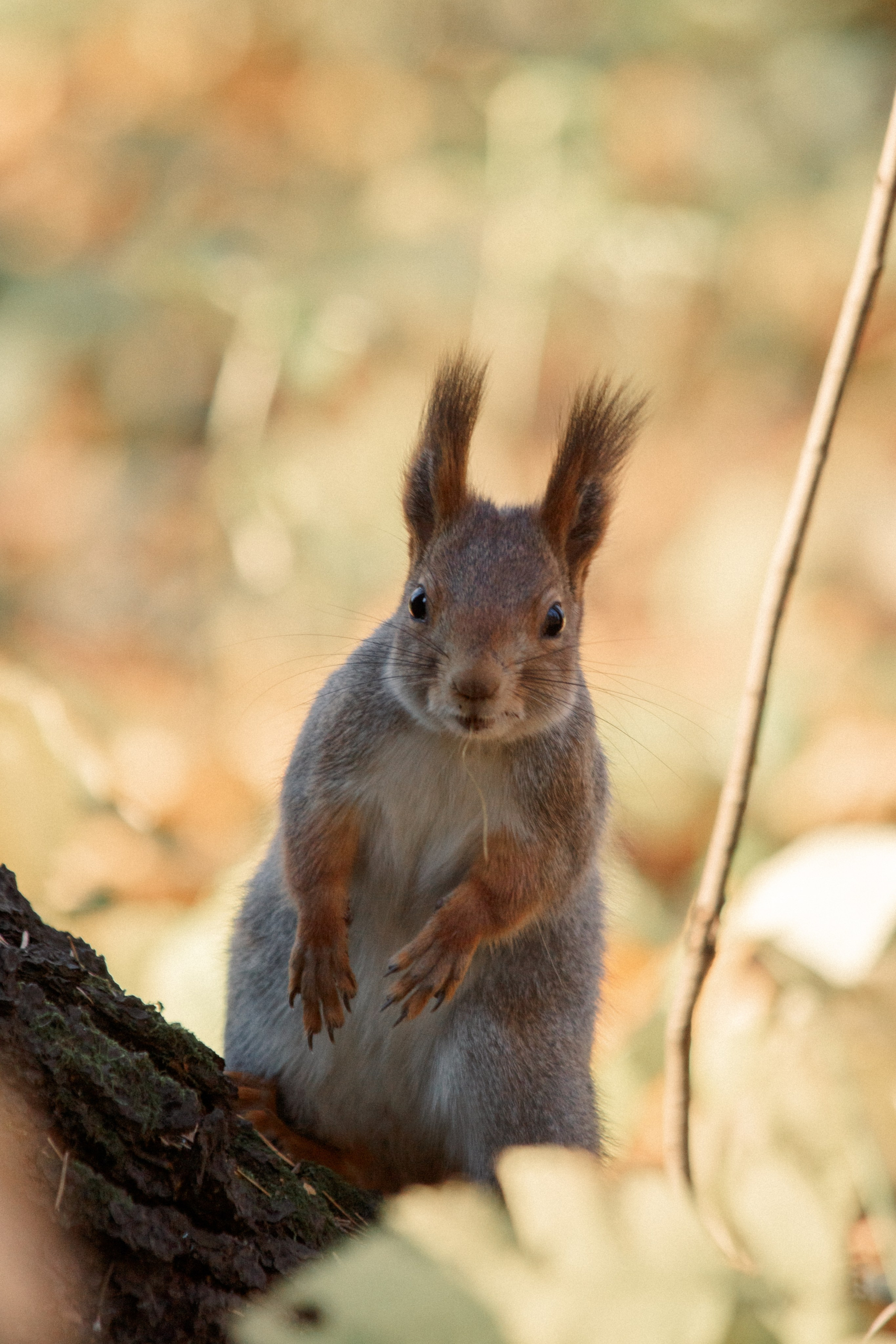 Съёмка животных. Балетный фотограф в Москве Галина Молчанова