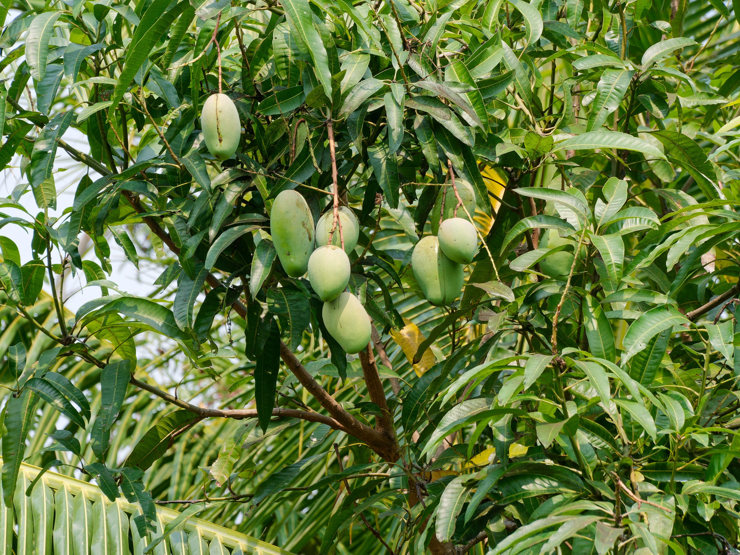 Хайнань 2026, флора, цветы и деревья. Фотопрогулки по Миру