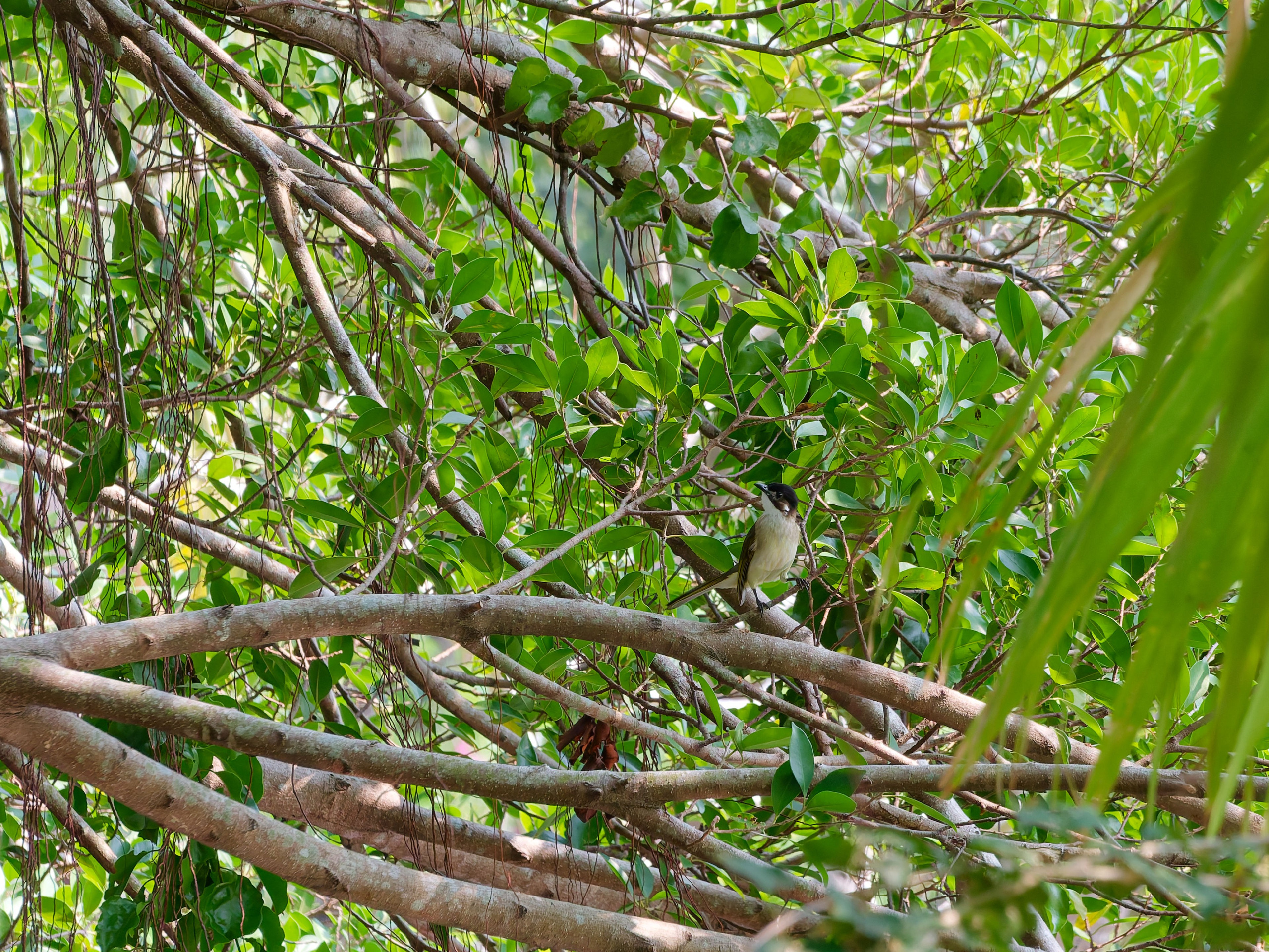 Хайнань 2026, птицы острова. Фотопрогулки по Миру