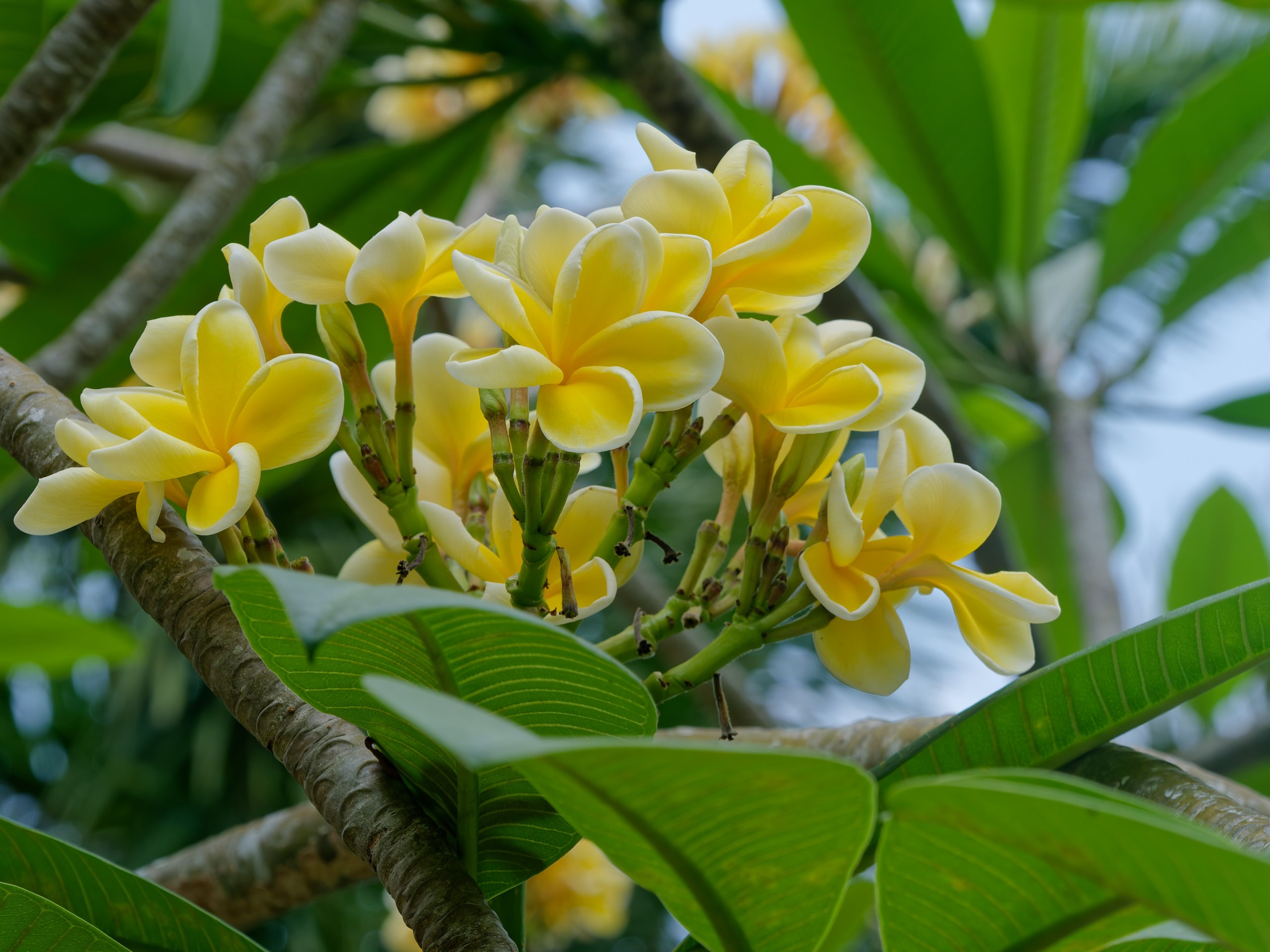 Хайнань 2026, флора, цветы и деревья. Фотопрогулки по Миру