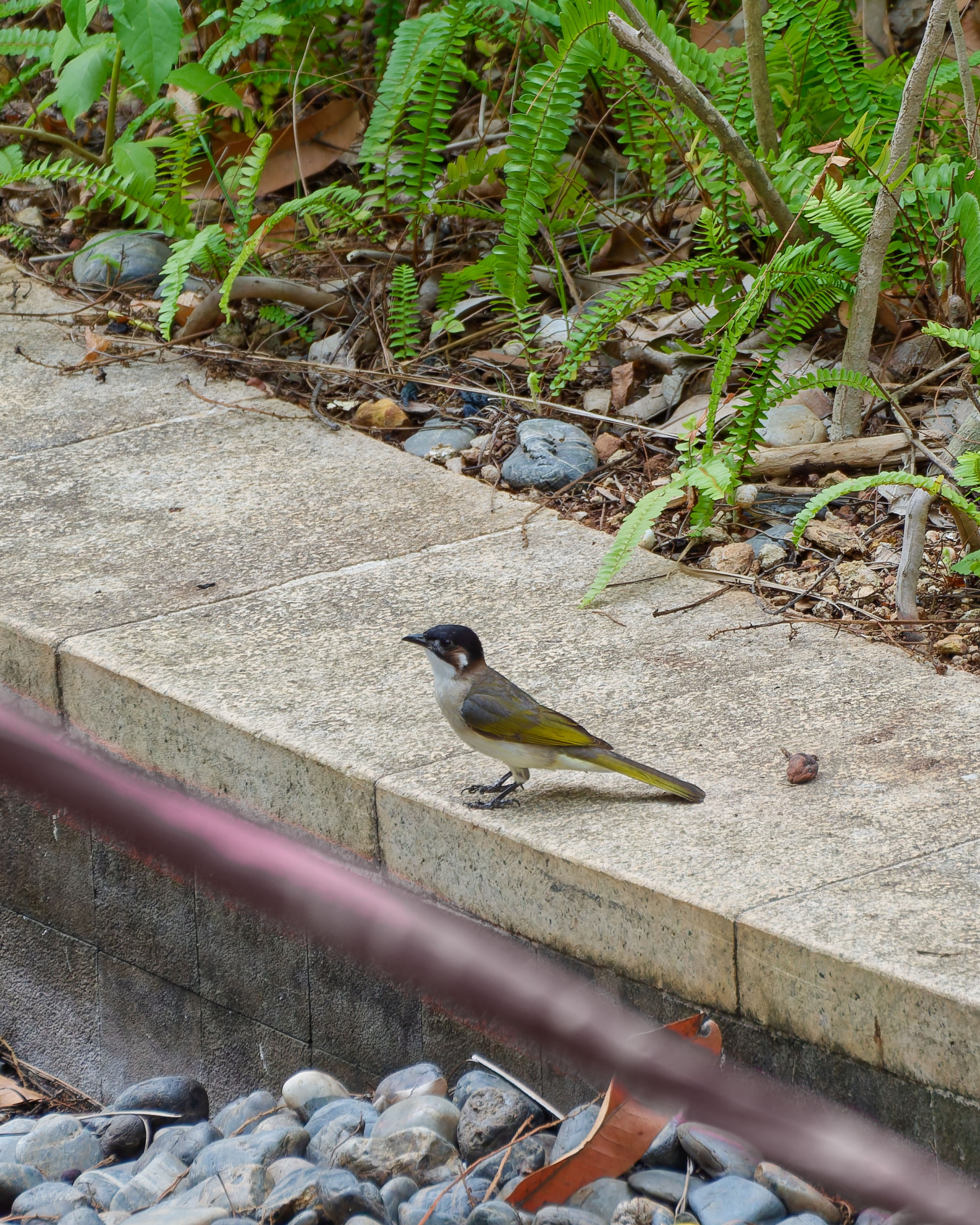 Хайнань 2026, птицы острова. Фотопрогулки по Миру