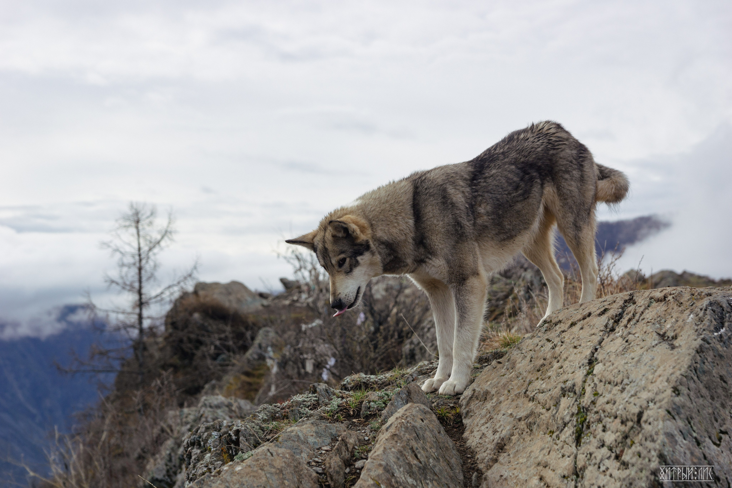 Алтай. Фотограф-путешественник Самойлов Максим «Sly Fox»