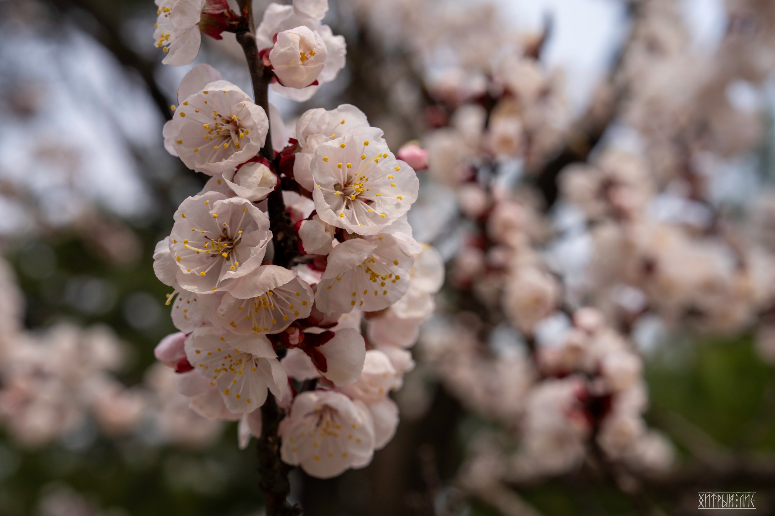 Южная Корея. Фотограф-путешественник Самойлов Максим «Sly Fox»