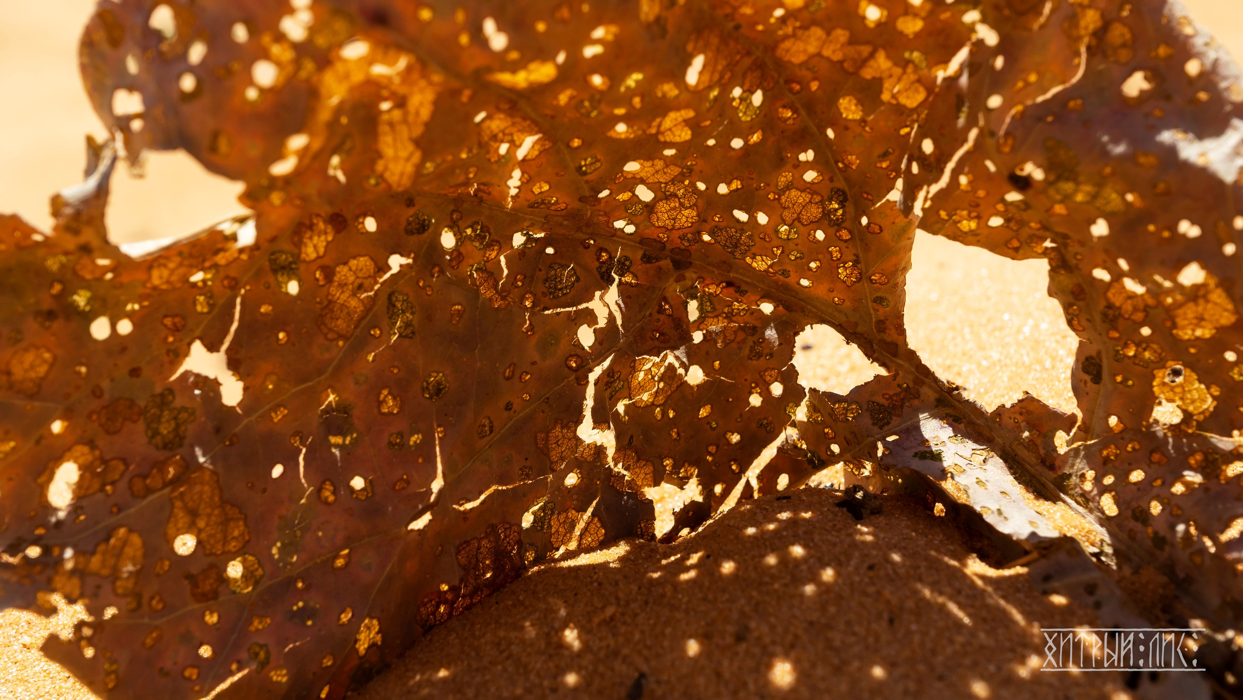 Вьетнам. Фотограф-путешественник Самойлов Максим «Sly Fox»