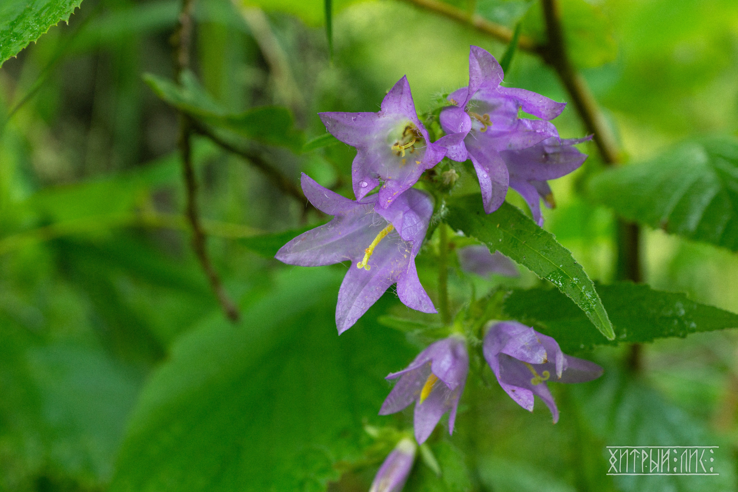 Беларусь. Фотограф-путешественник Самойлов Максим «Sly Fox»