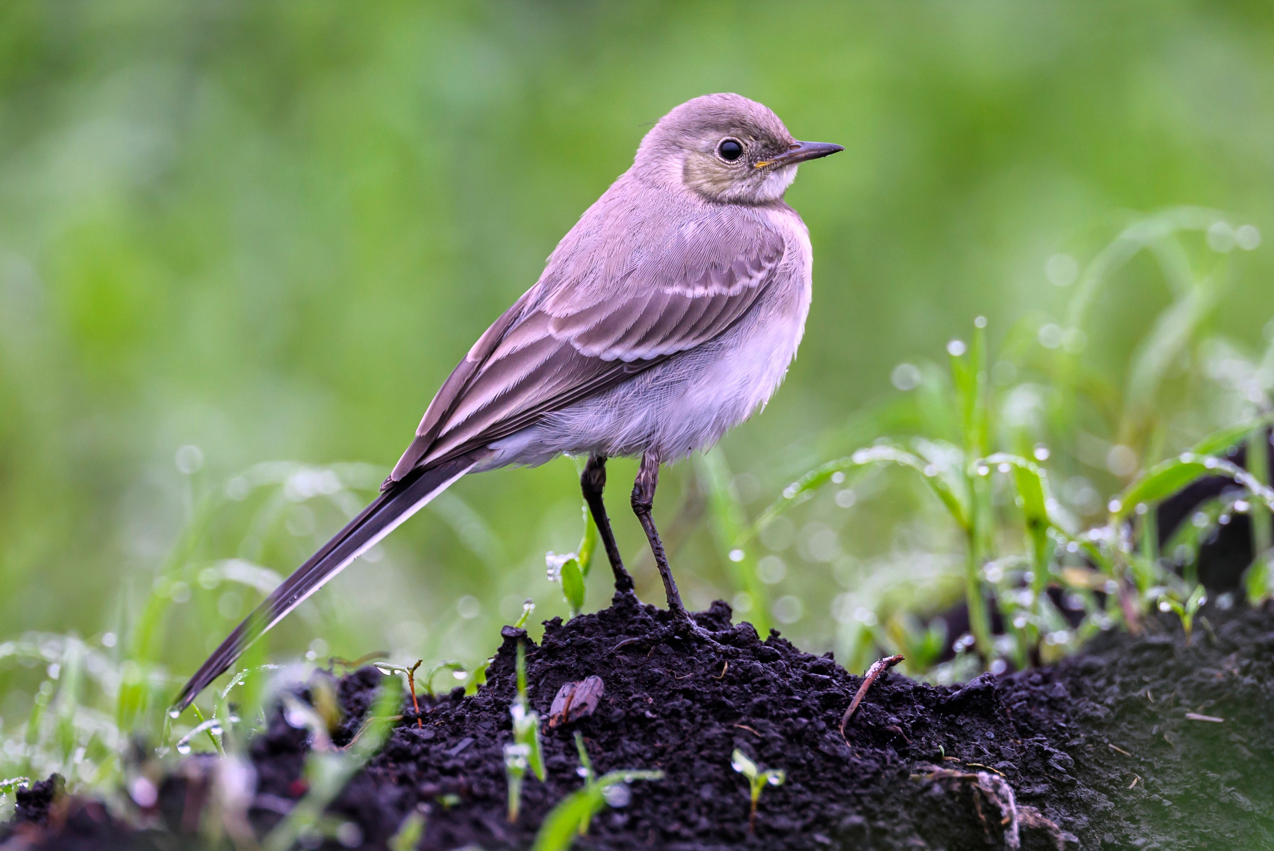 Перепела VII. Фотограф Сергей Пупонин