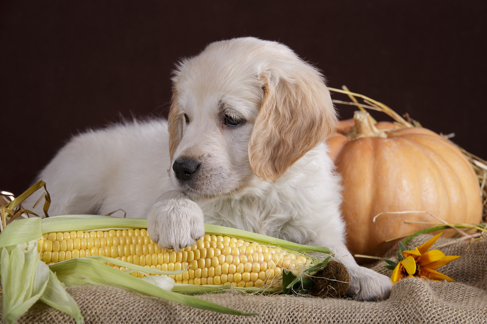 Фотосъёмки щенков. Фотограф-анималист Natalia Deingel | Фотосъемка собак в Москве