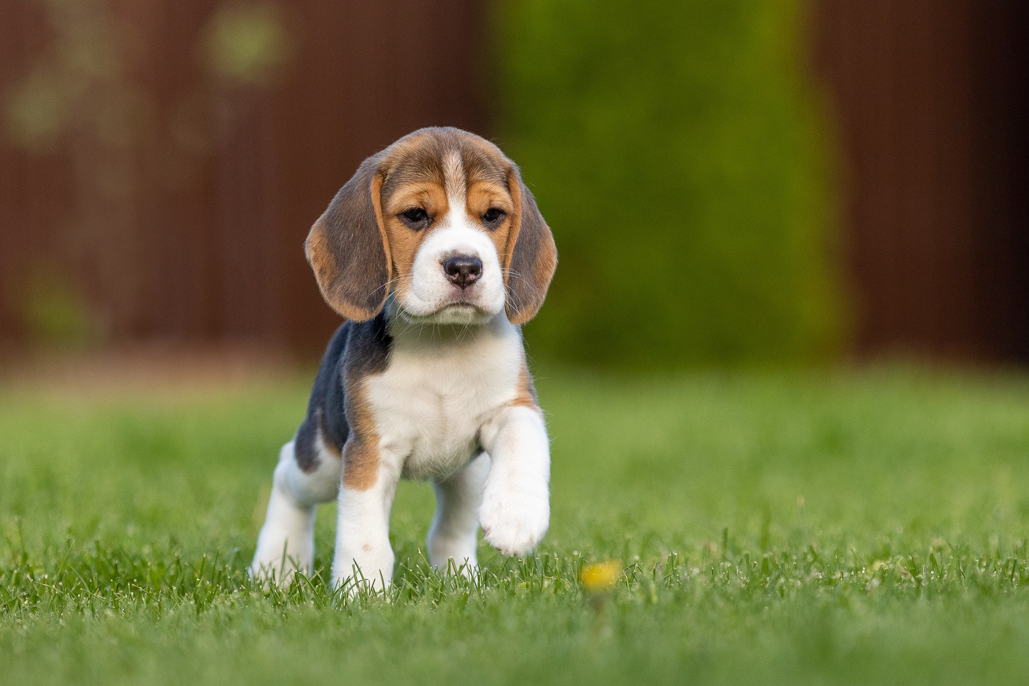 Фотосъёмки щенков. Фотограф-анималист Natalia Deingel | Фотосъемка собак в Москве