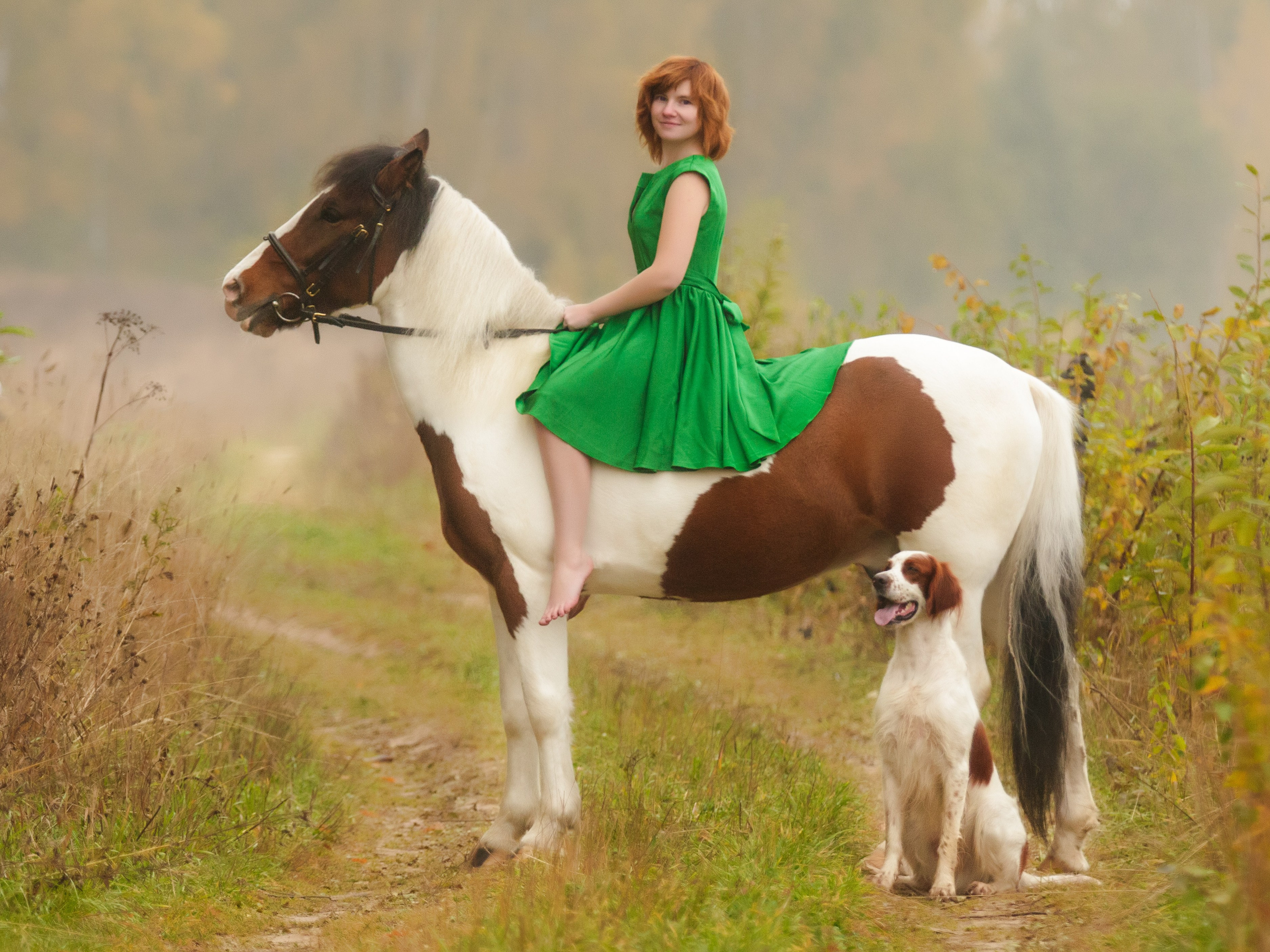 Ирландский красно-белый сеттер Шамрог. Фотограф-анималист Natalia Deingel | Фотосъемка собак в Москве