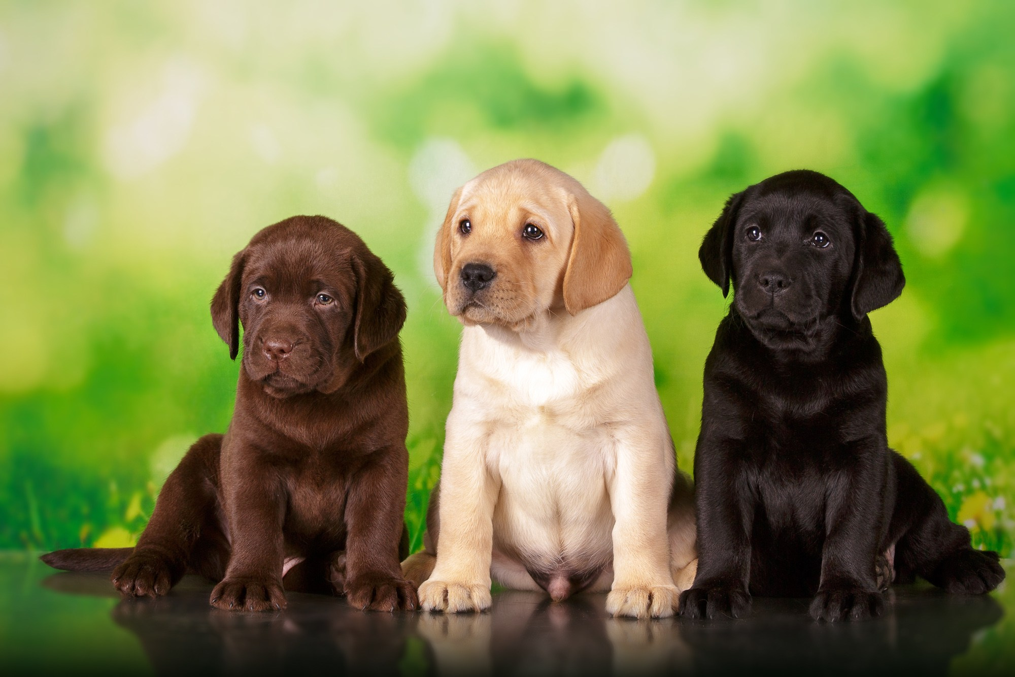 Фотосъёмки щенков. Фотограф-анималист Natalia Deingel | Фотосъемка собак в Москве