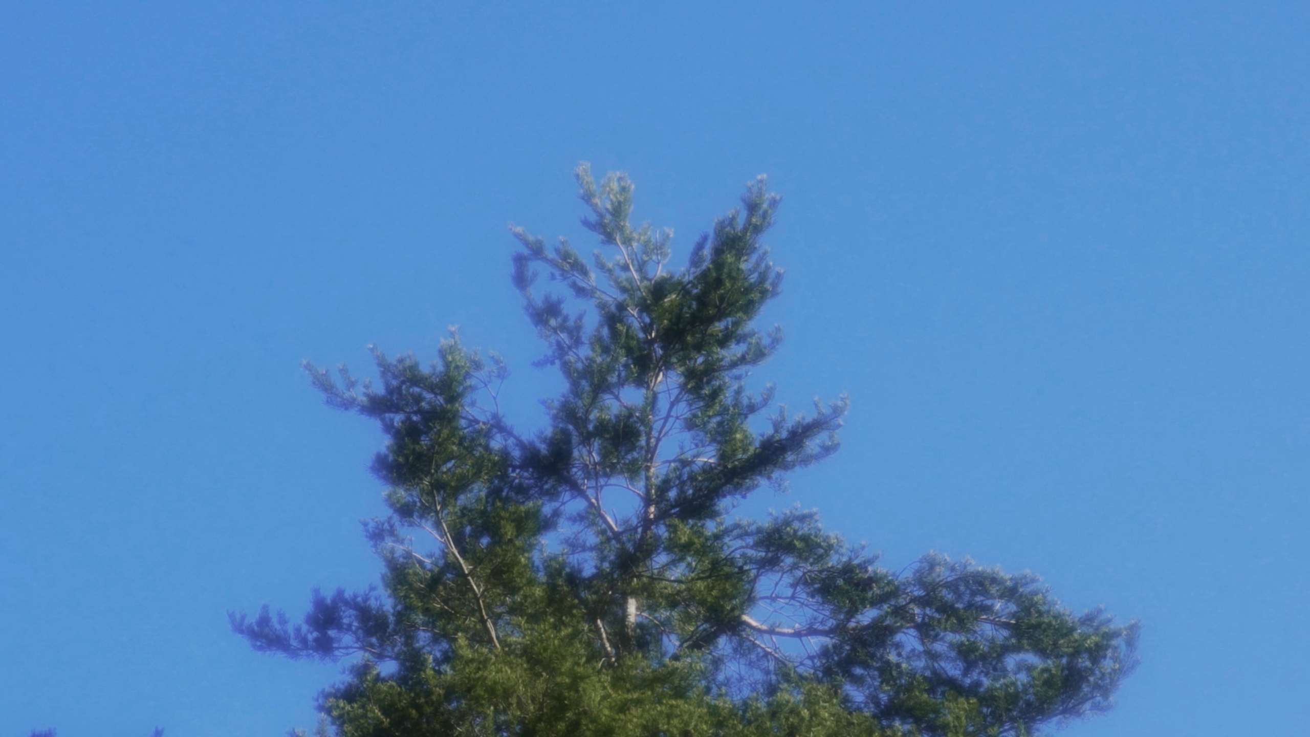 Hyle. Михаил Курганов