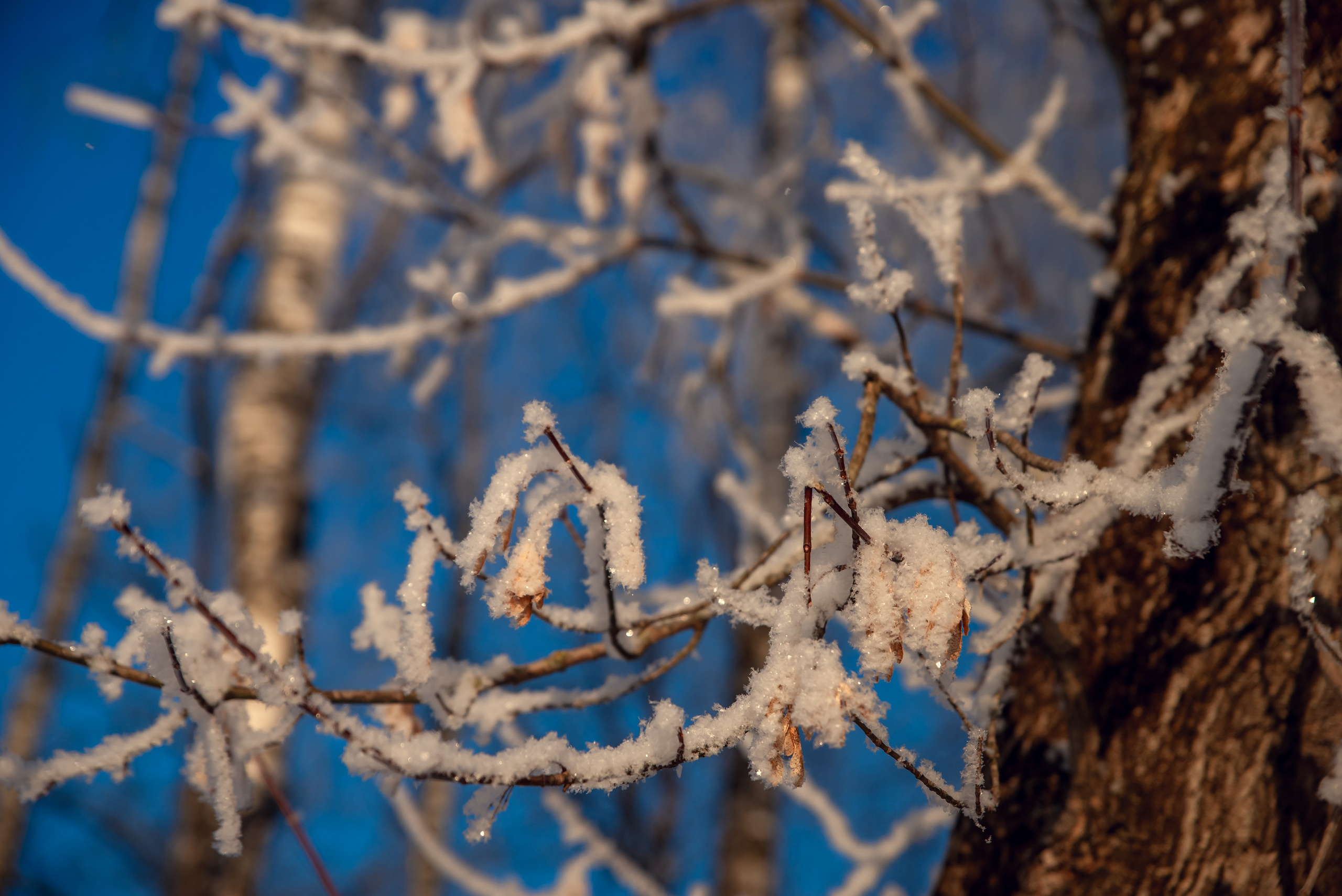 Зимушка зима. Фотограф Крещение Венчание Москва
