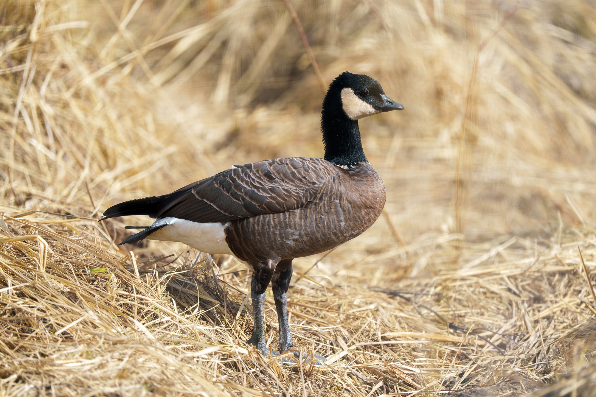 Удивительные мир птиц. Вокруг нас столько прекрасного — присмотритесь!. Ваш личный фотограф Марина Волкова