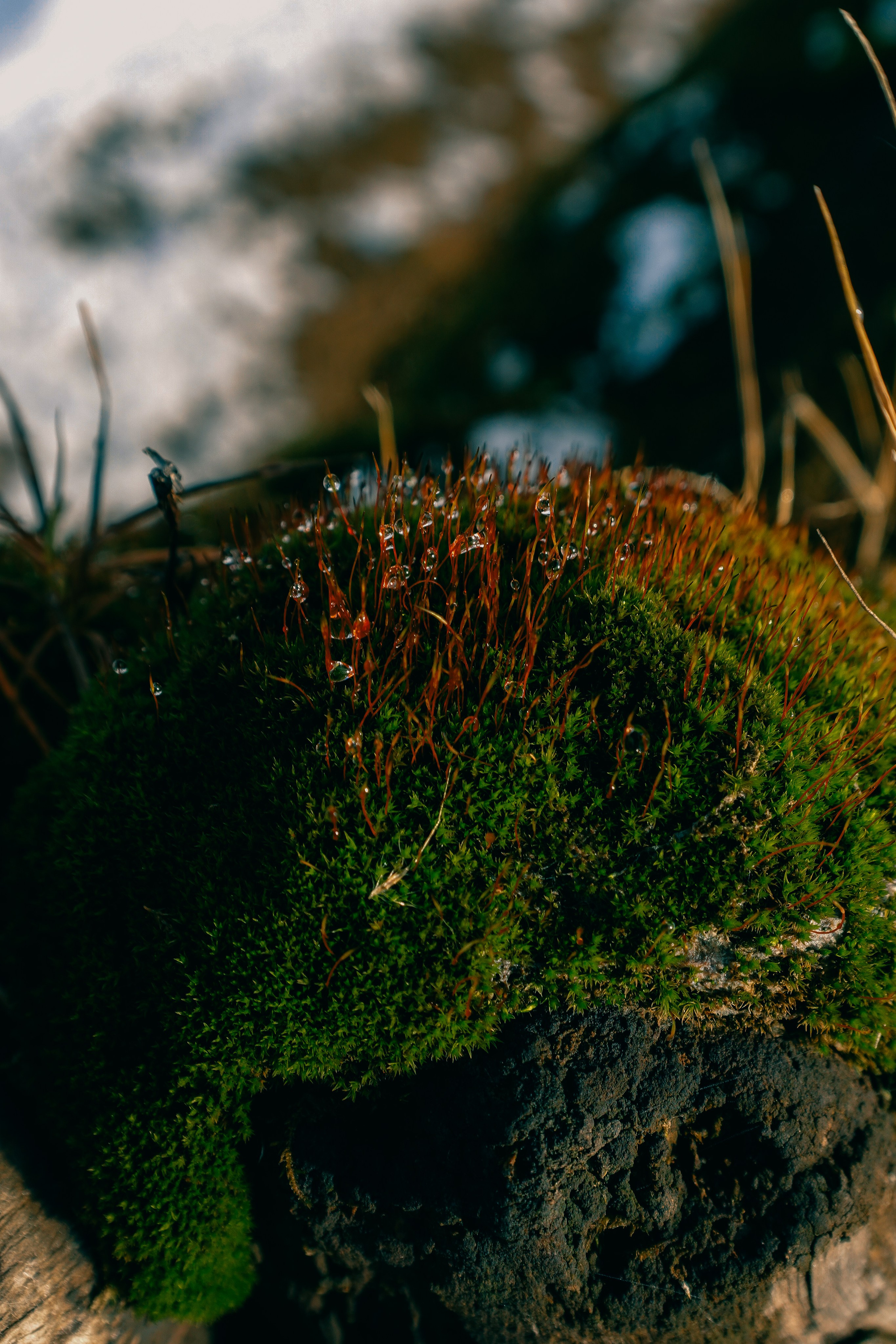 Пленишник. Фотограф Алиса Аспер