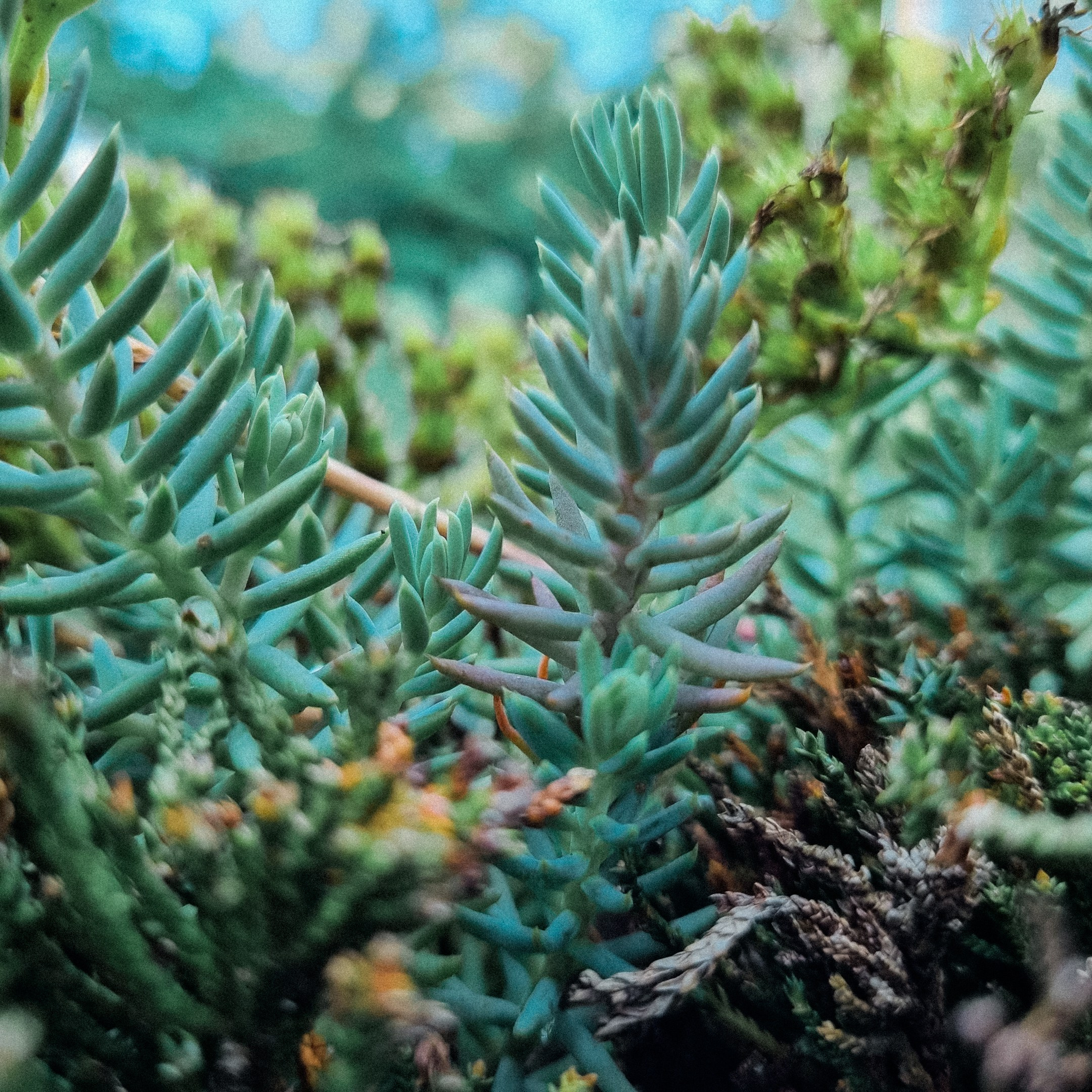 Дачные. Фотограф Алиса Аспер