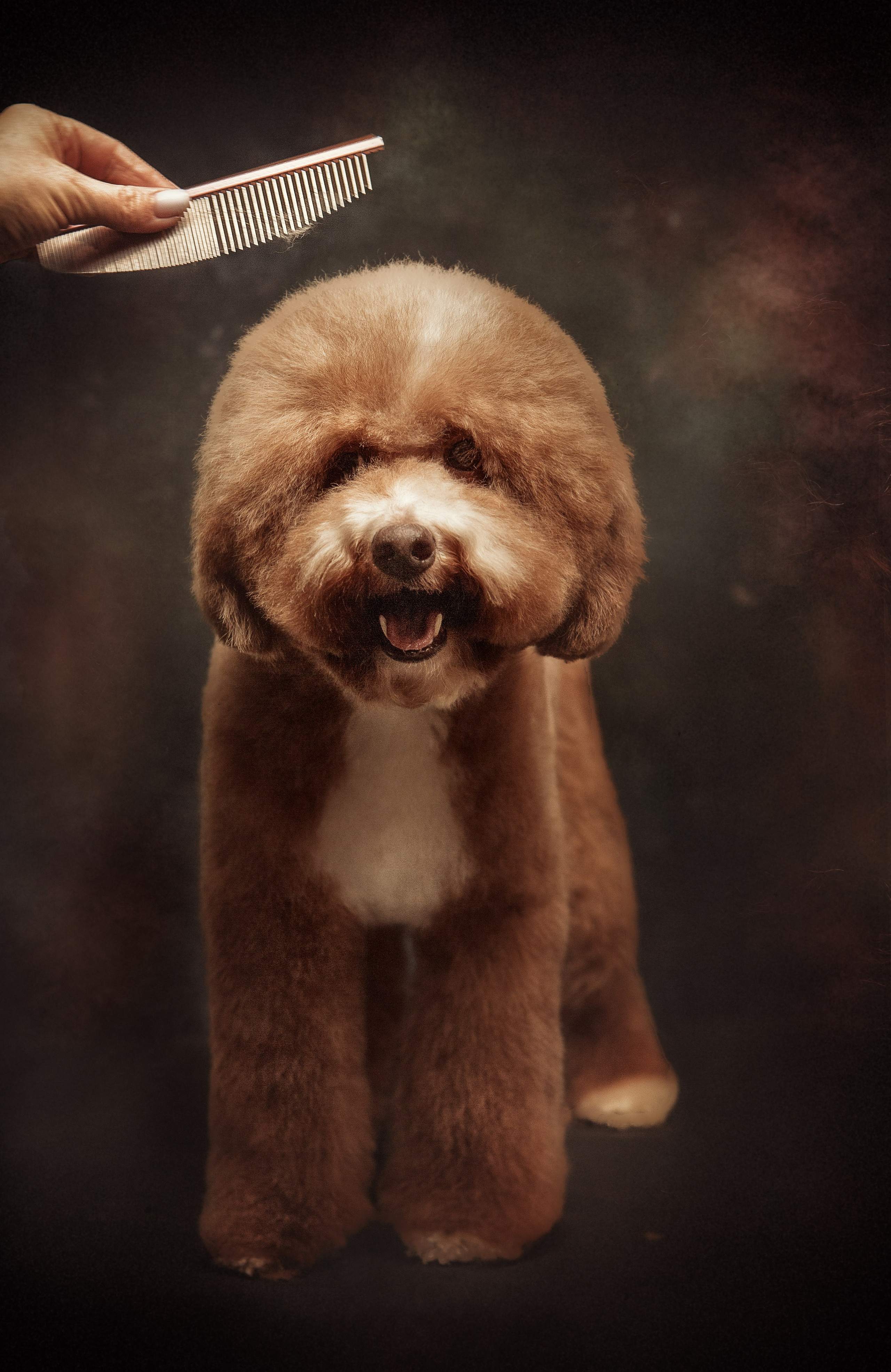 Портфолио. Студия груминга Валерии Кравец