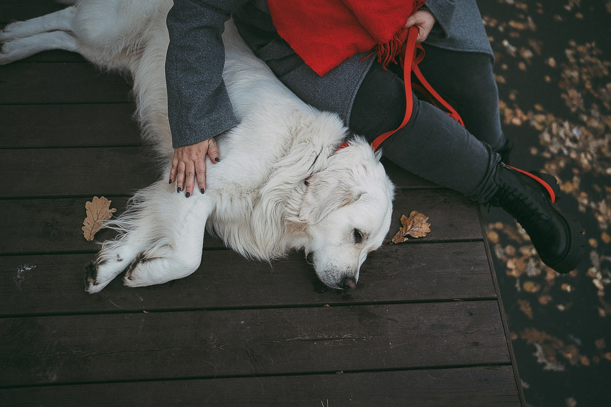 Лена и Мерлин. Фотограф анималист в Москве и Санкт-Петербурге Свиридова Анна